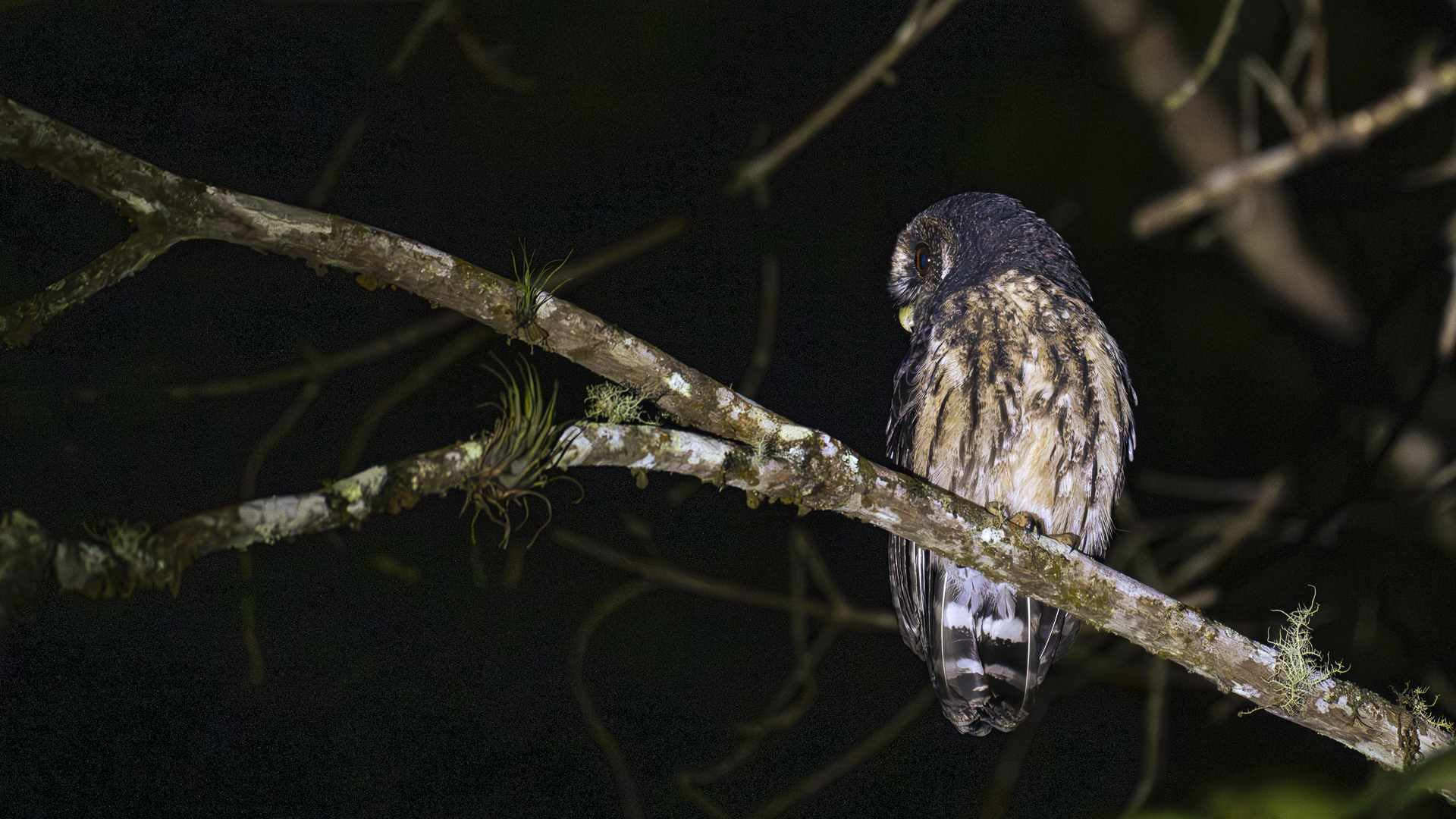 Sprenkelkauz, Mottled Owl, Strix virgata virgata
