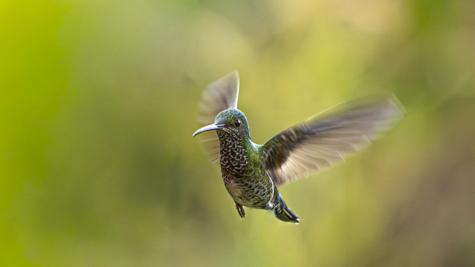 Weißnackenkolibri, White-necked Jacobin, Florisuga mellivora, female