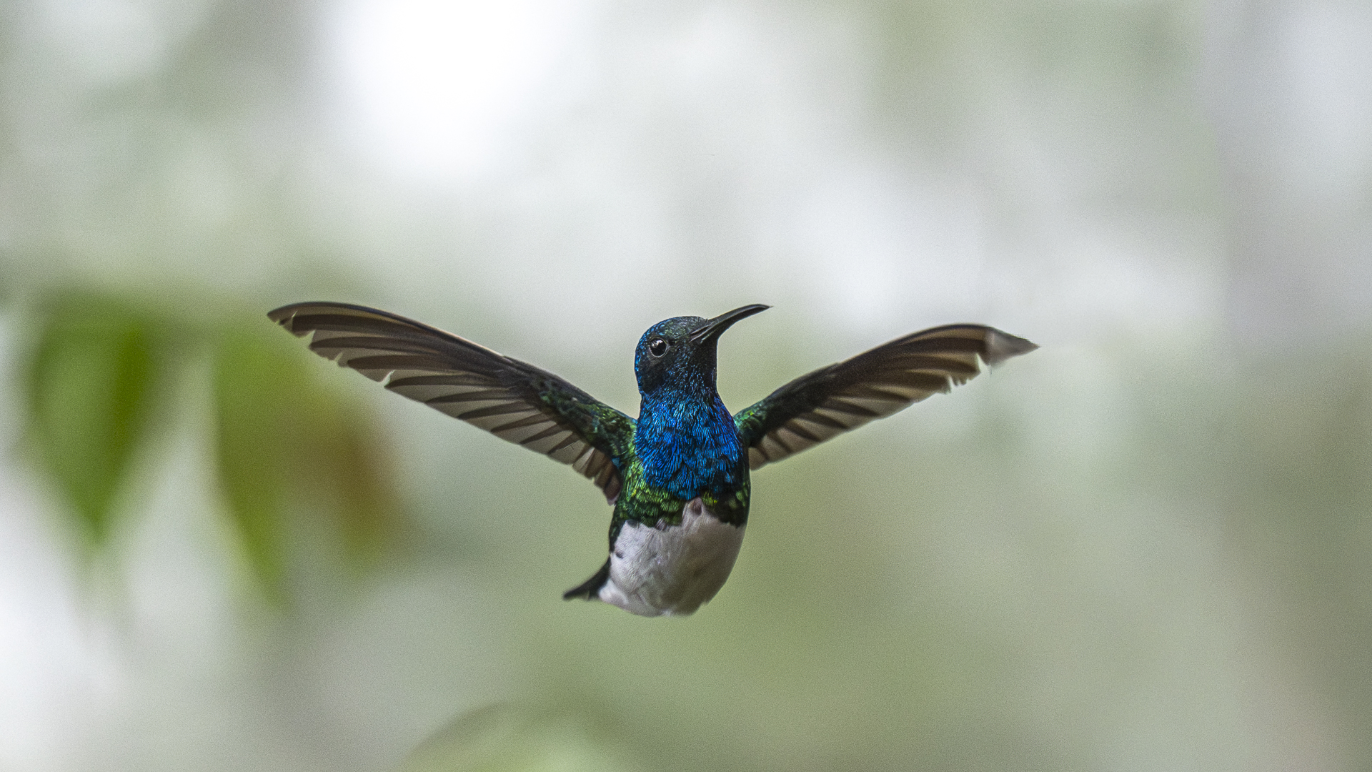 Weißnackenkolibri, White-necked Jacobin, Florisuga mellivora, male-11