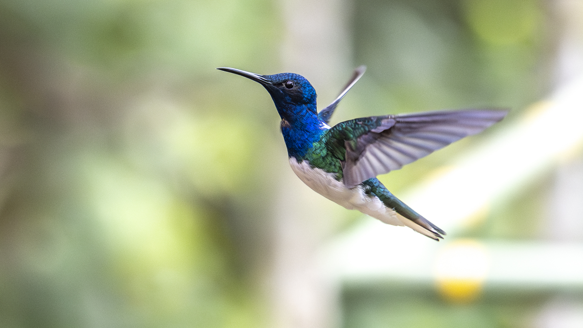 Weißnackenkolibri, White-necked Jacobin, Florisuga mellivora, male-7