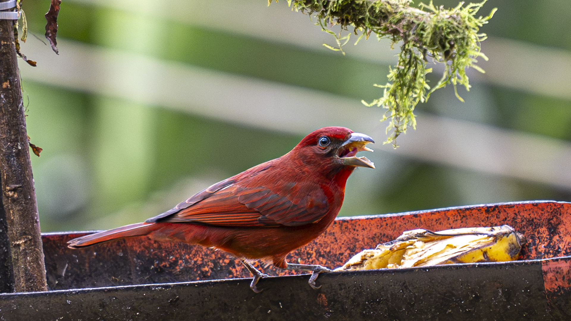 Zinnoberkardinal, Red Tanager, Piranga flava