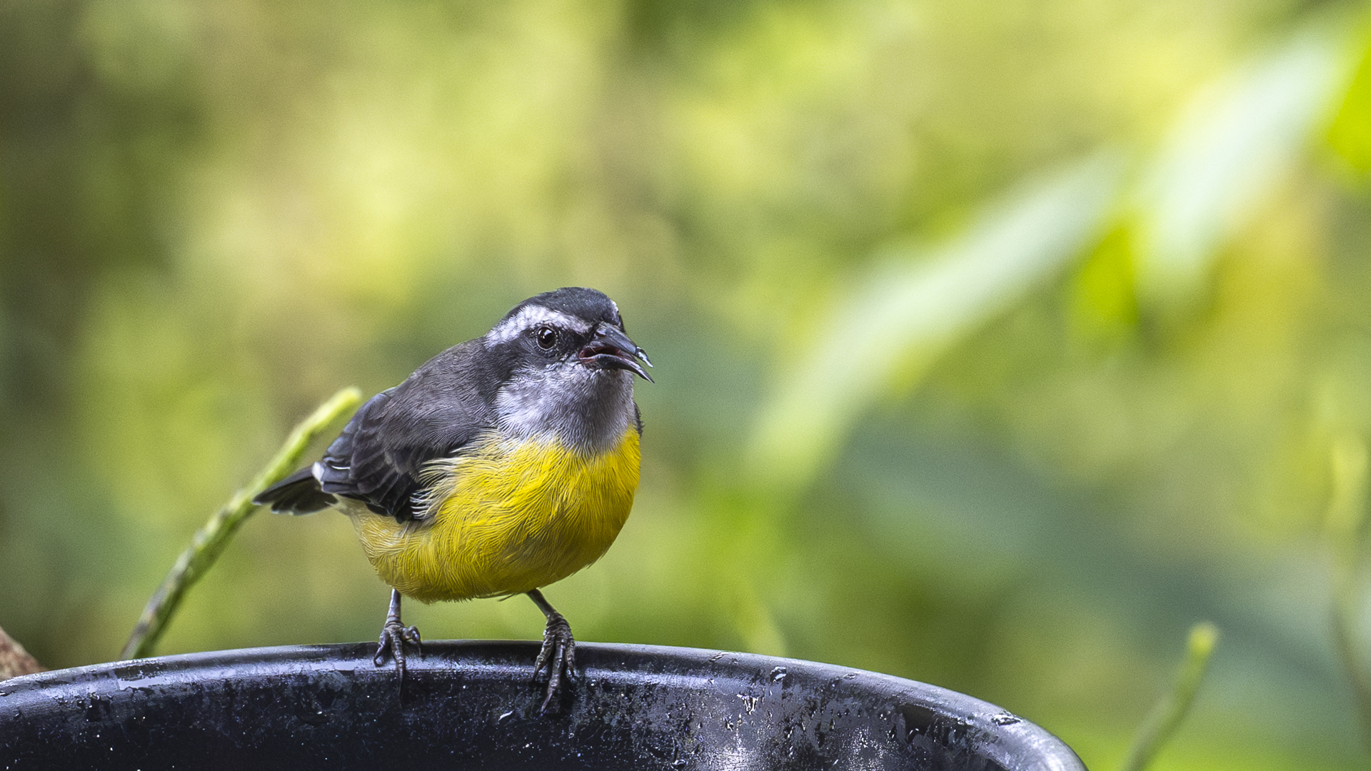 Zuckervogel, Bananaquit, Coereba flaveola