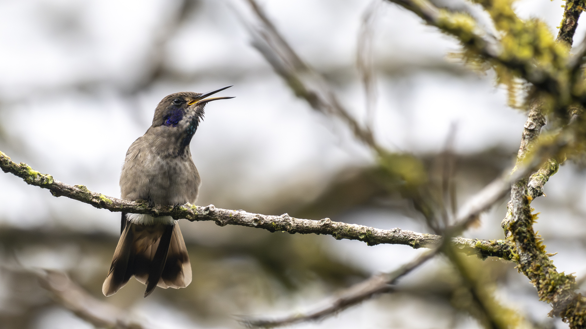 Braun-Veilchenohrkolibri, Brown Violetear, Colibri delphinae