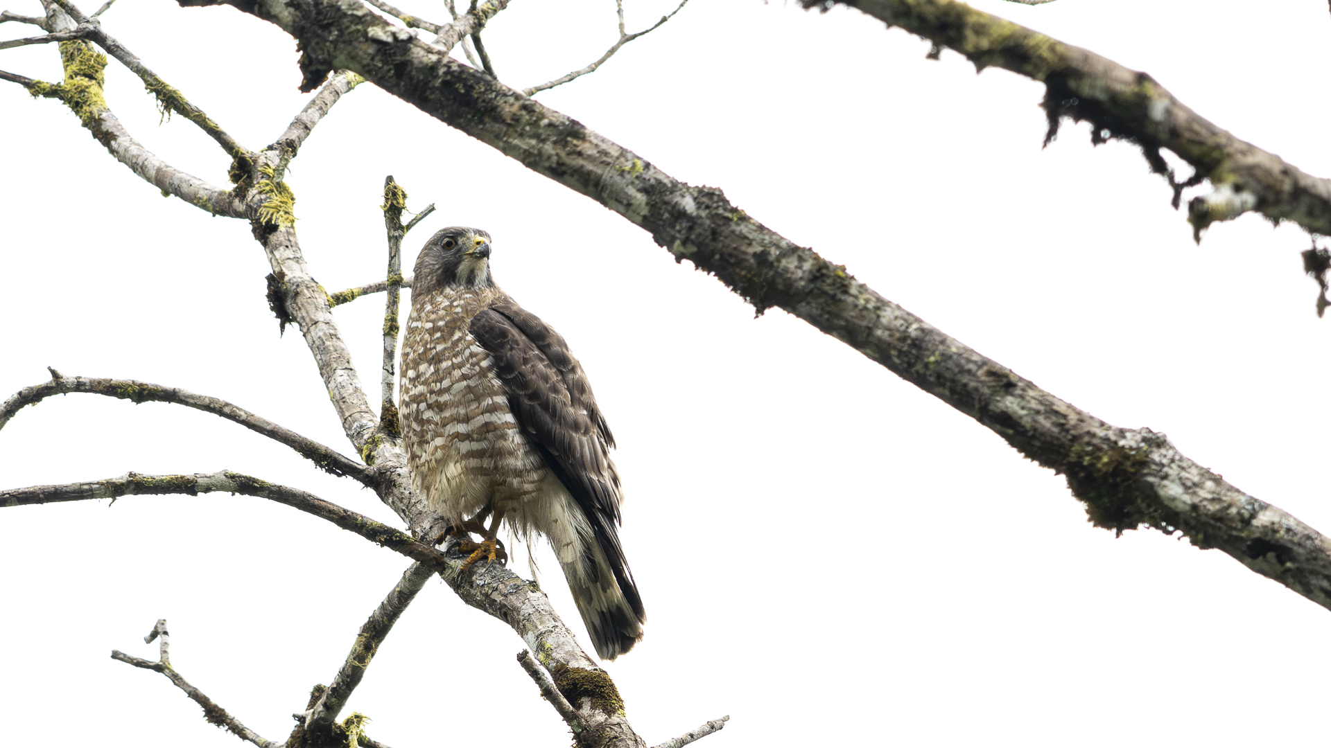 Breitflügelbussard, Broad-winged Hawk, Buteo platypterus-3