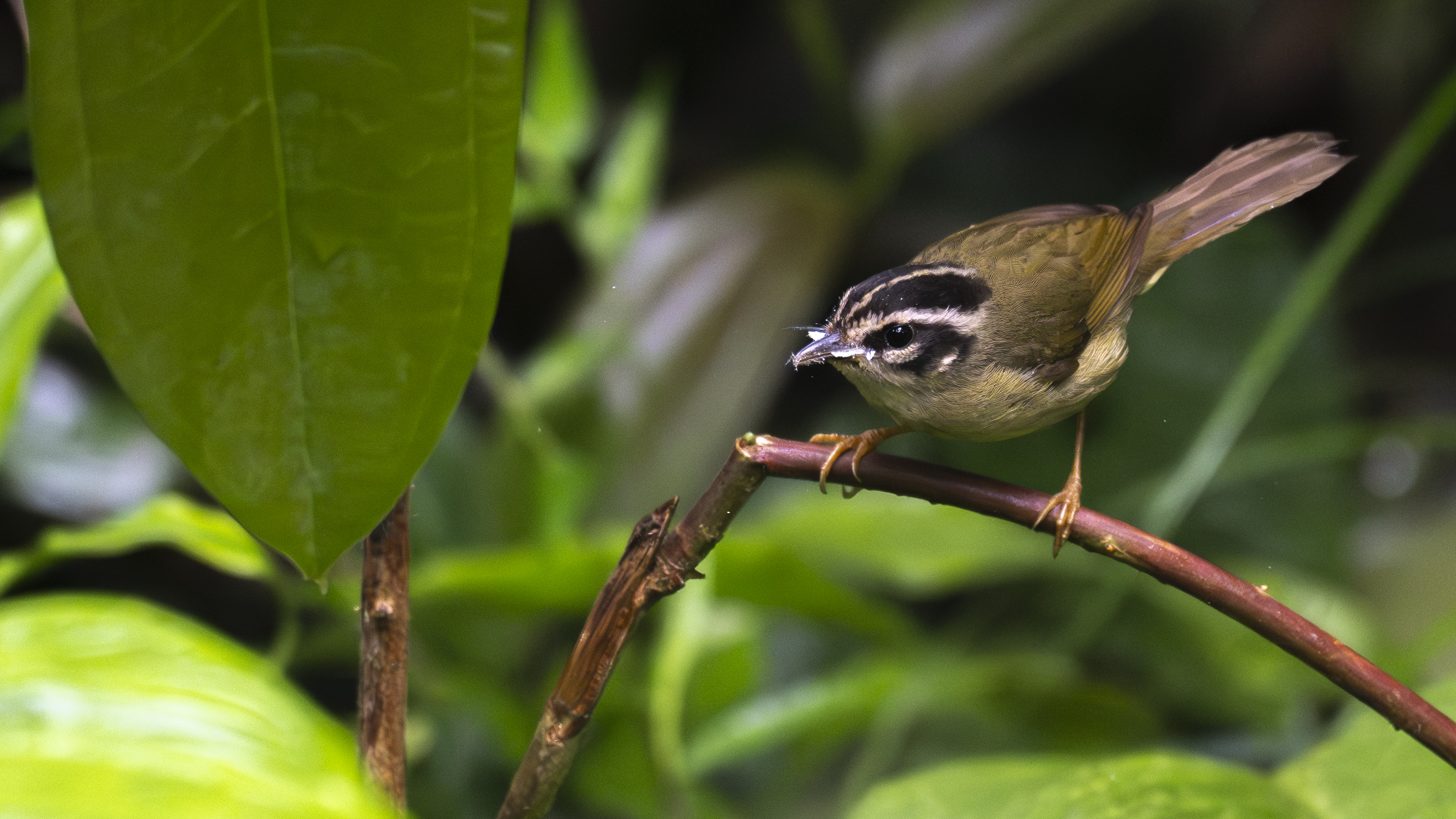 Dreistreifen-Waldsänger, Three-striped Warbler, Basileuterus tristriatus daedalus