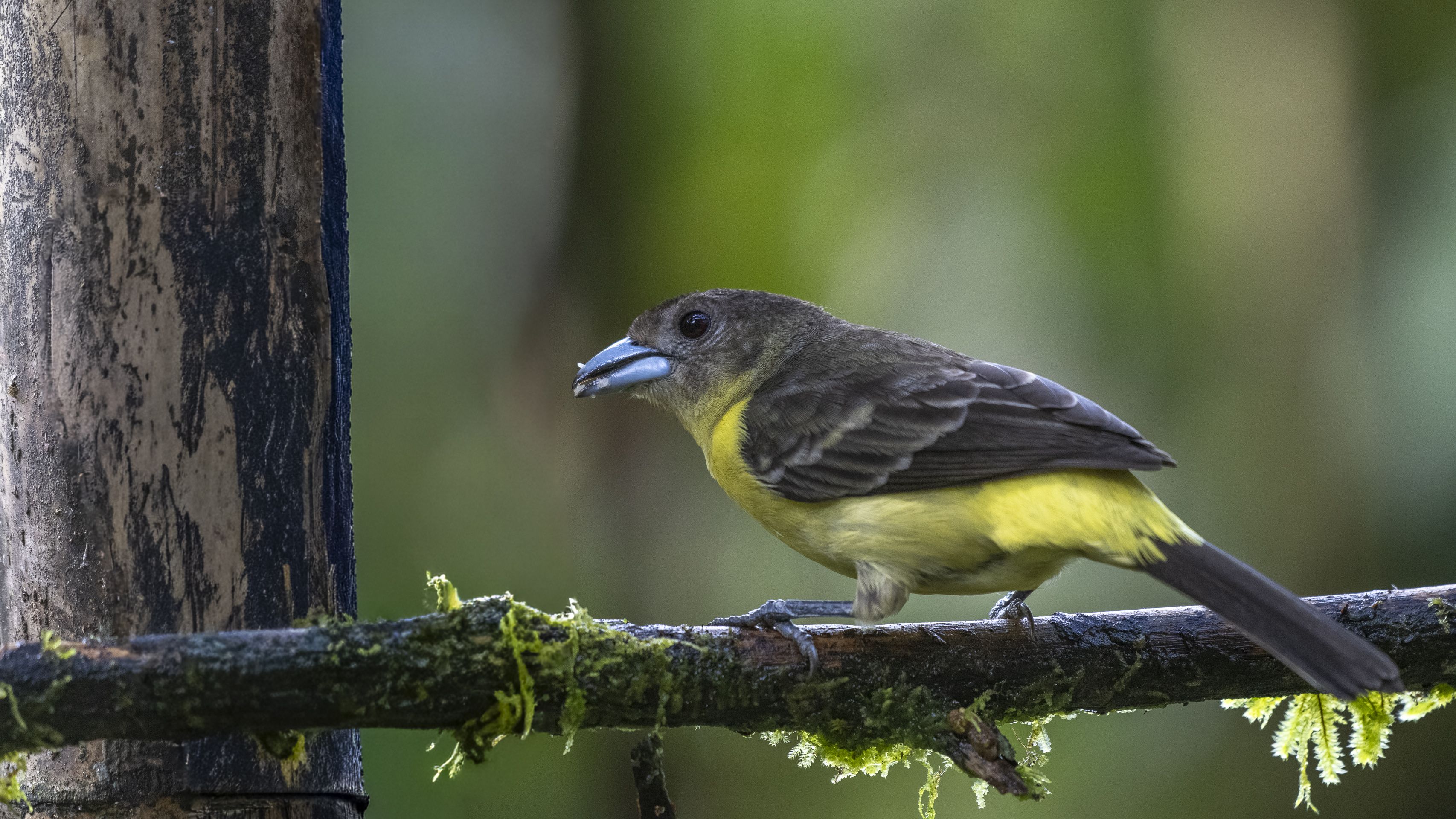 Feuerbürzeltangare, Flame-rumped Tanager, Ramphocelus flammigerus icteronotus, female