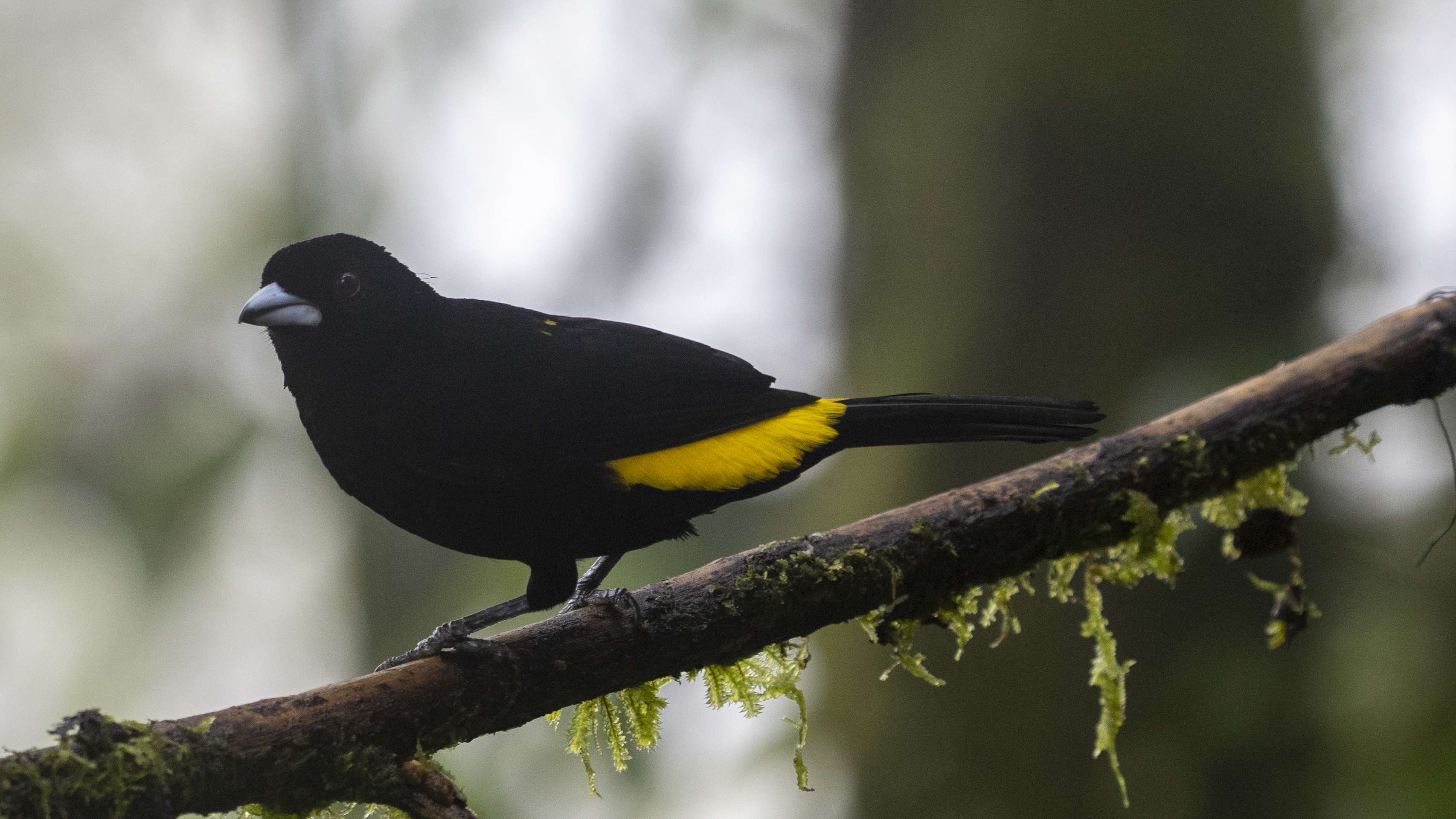 Feuerbürzeltangare, Flame-rumped Tanager, Ramphocelus flammigerus, male
