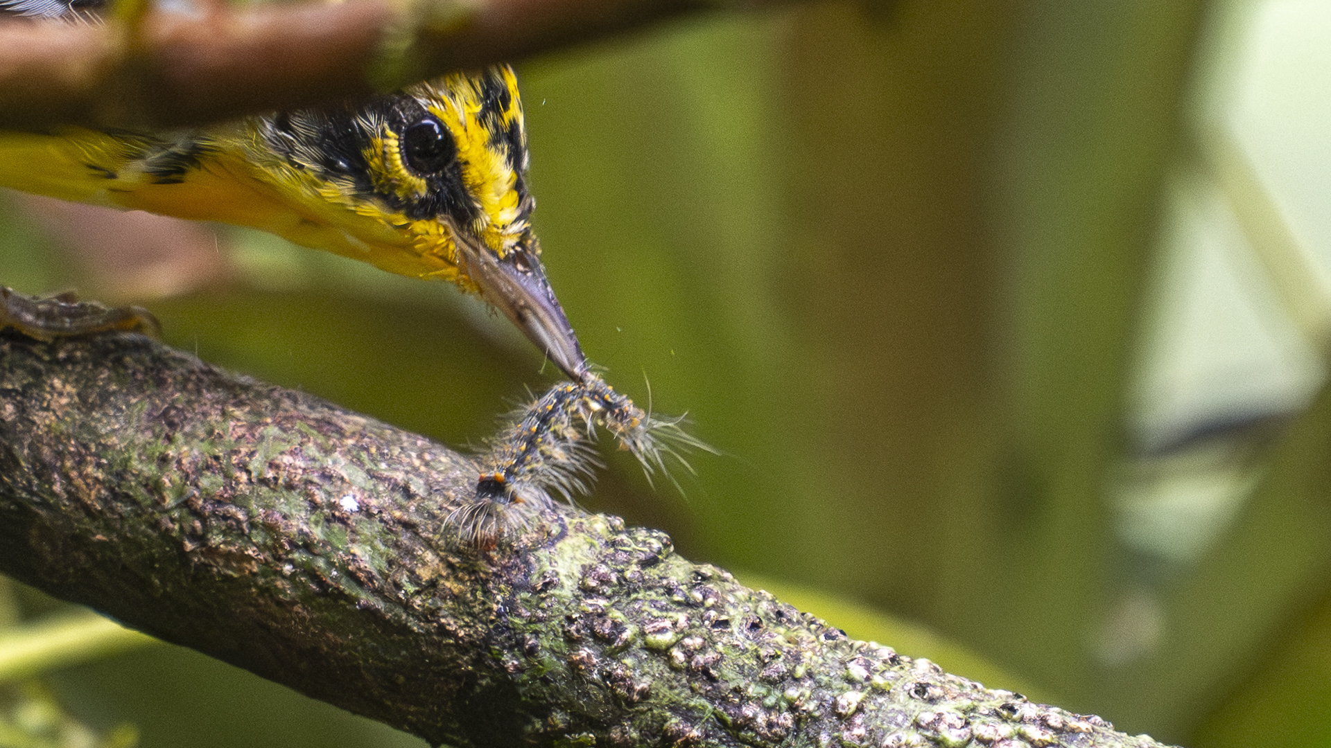 Fichtenwaldsänger, Blackburnian Warbler, Setophaga fusca-5