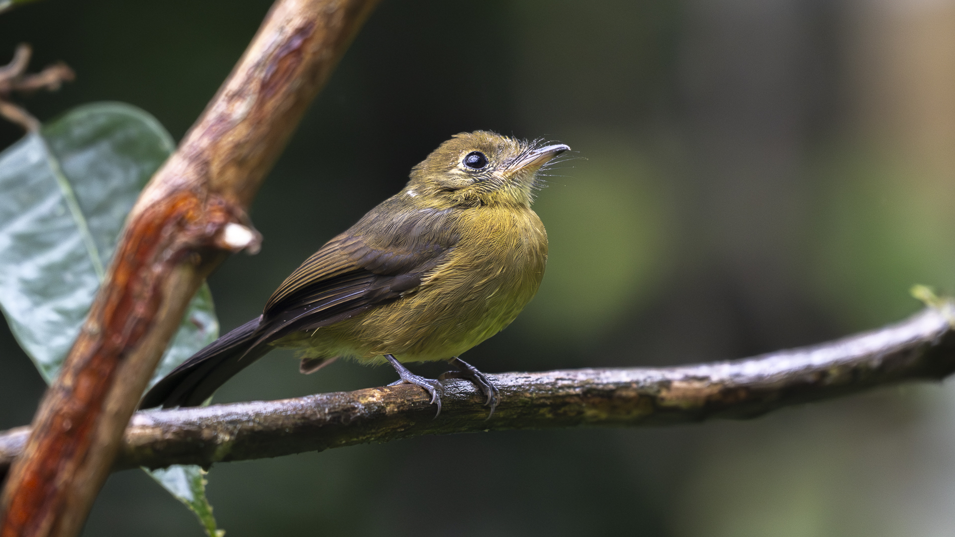 Gebirgsbekarde, Tawny-breasted Flycatcher, Myiobius villosus 2