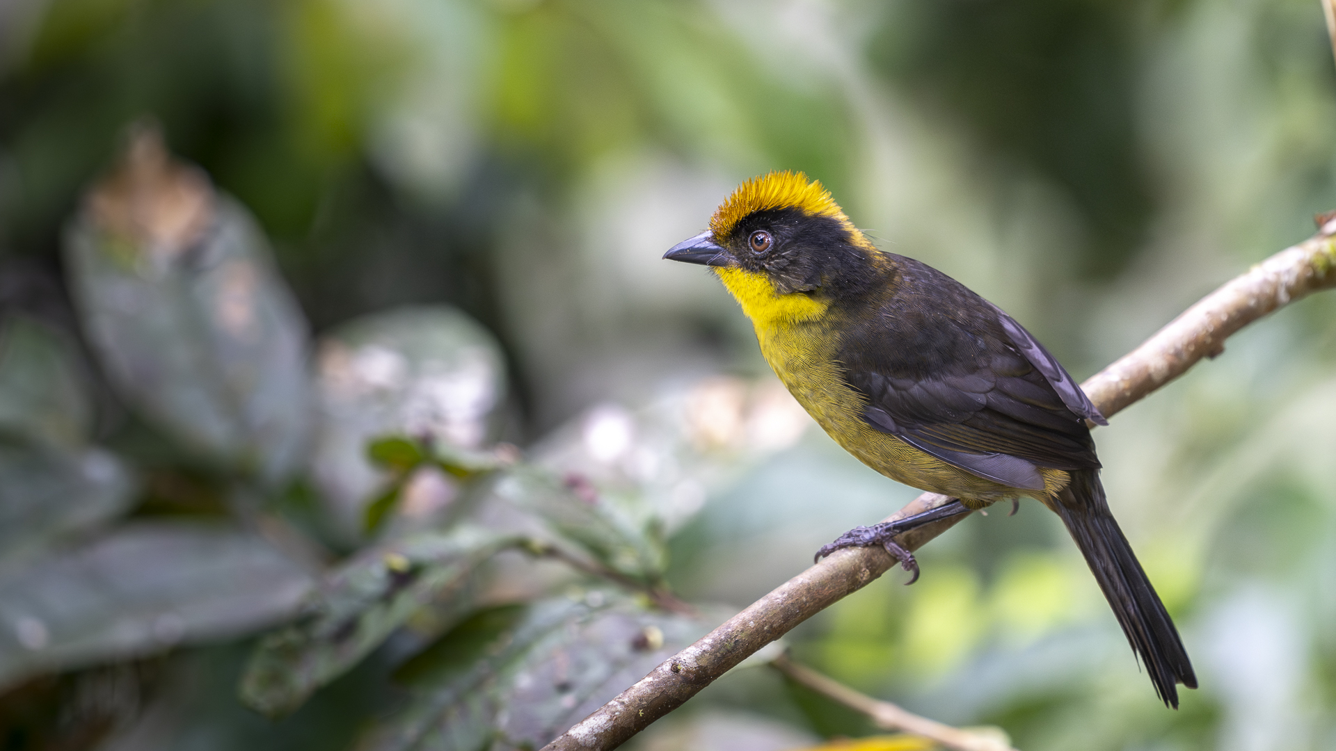 Goldscheitel-Buschammer, Choco Brushfinch, Atlapetes crassus