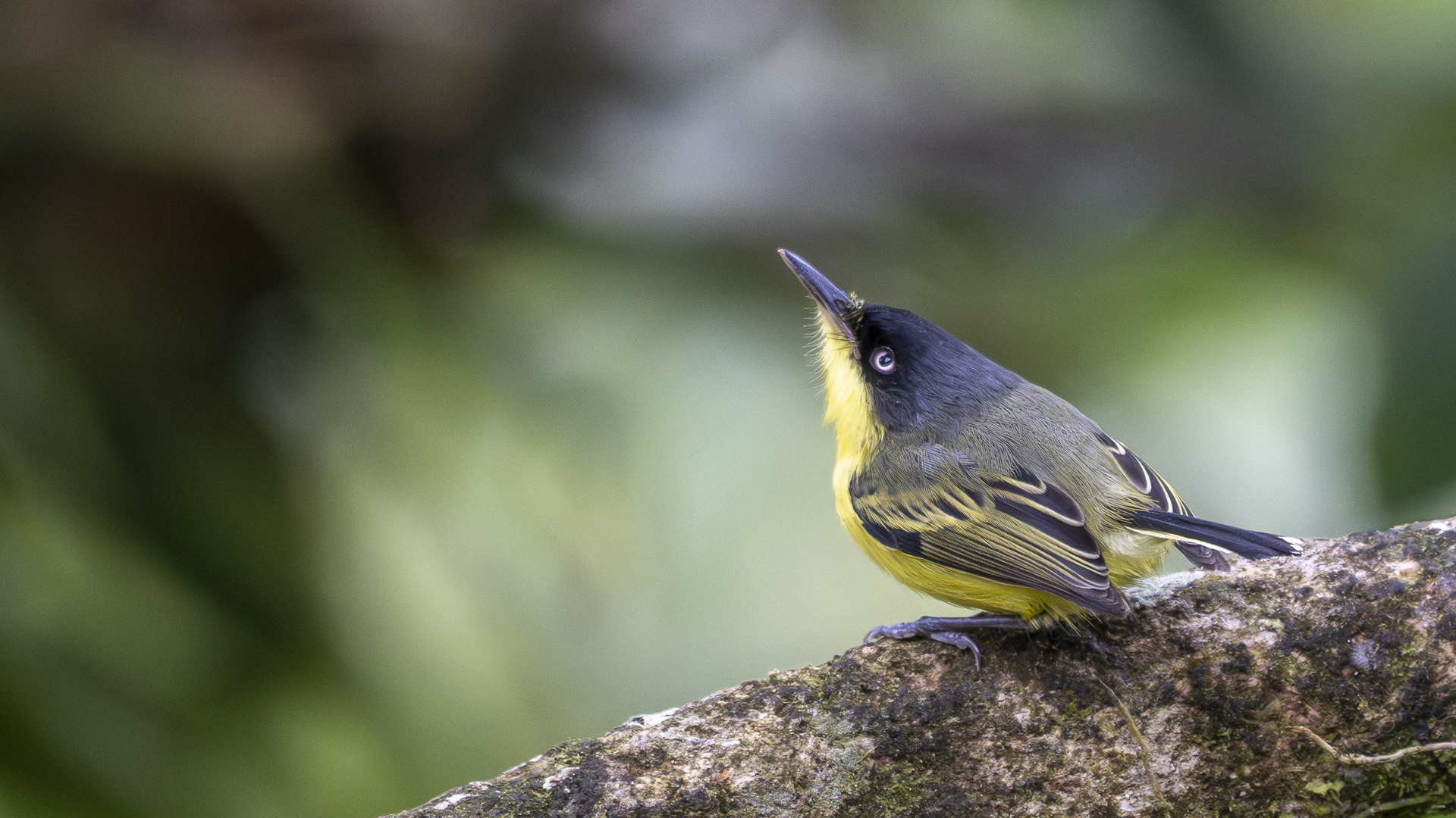 Graugelb-Todityrann, Common Tody-flycatcher, Todirostrum cinereum