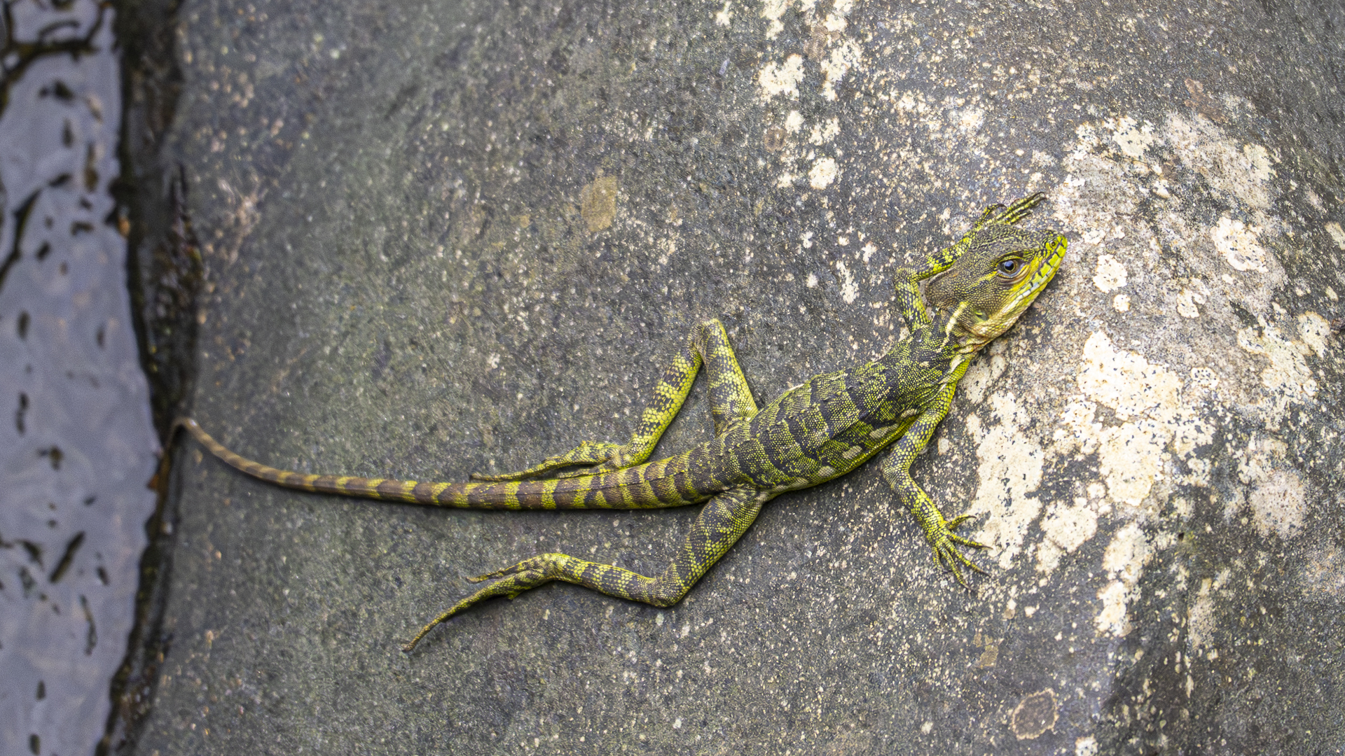 Helmbasilisk, Basiliscus basiliscus