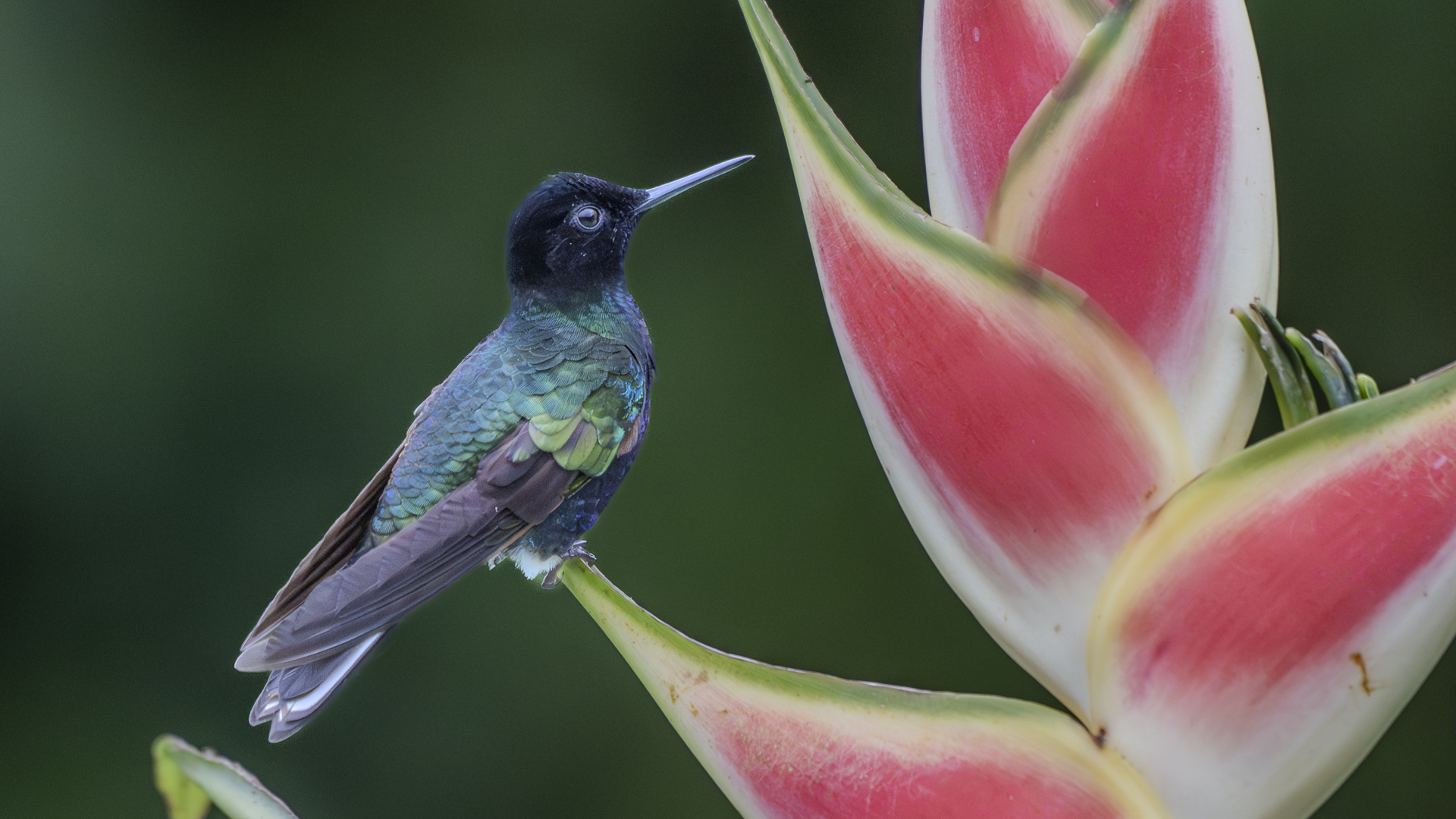 Hyazinthkolibri, Velvet-purple Coronet, Boissonneaua jardini-3