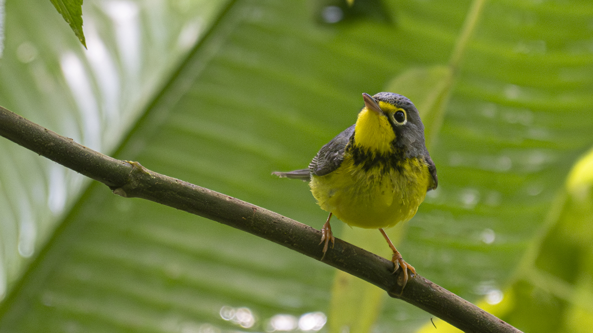 Kanadawaldsänger, Canada Warbler, Cardellina canadensis, male