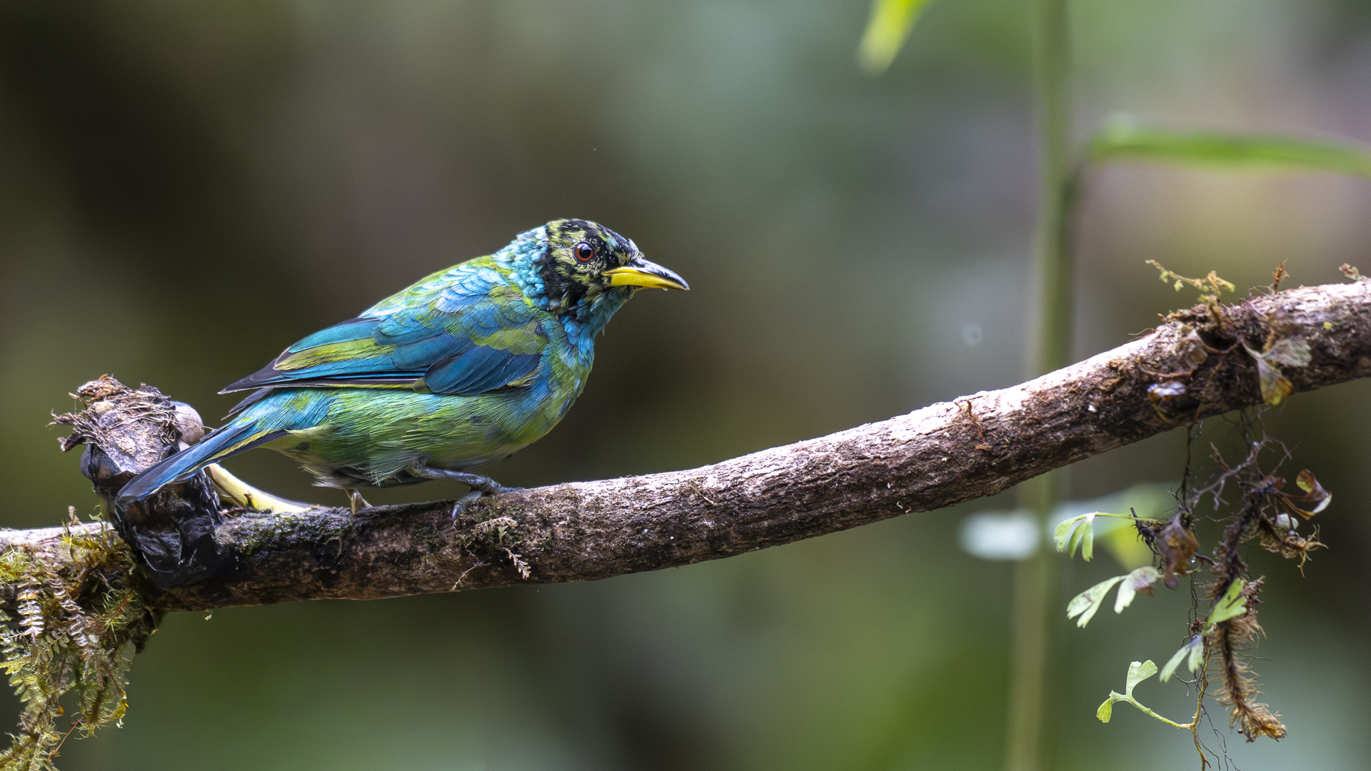 Kappennaschvogel, Green Honeycreeper, Chlorophanes spiza, immature male-3