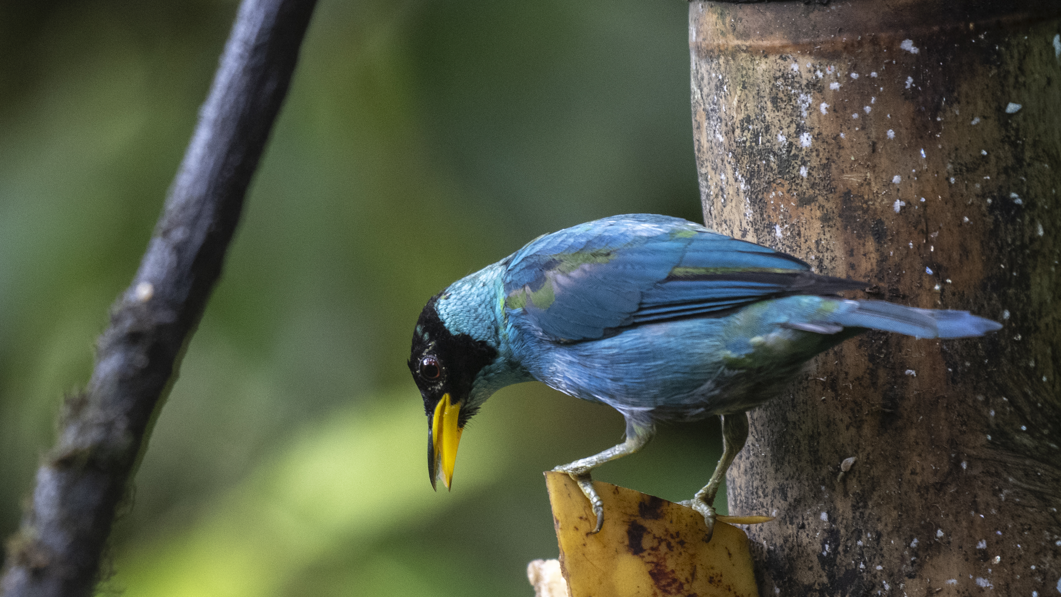Kappennaschvogel, Green Honeycreeper, Chlorophanes spiza, male-2
