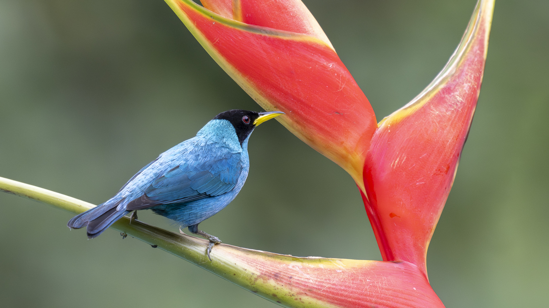 Kappennaschvogel, Green Honeycreeper, Chlorophanes spiza, male-3