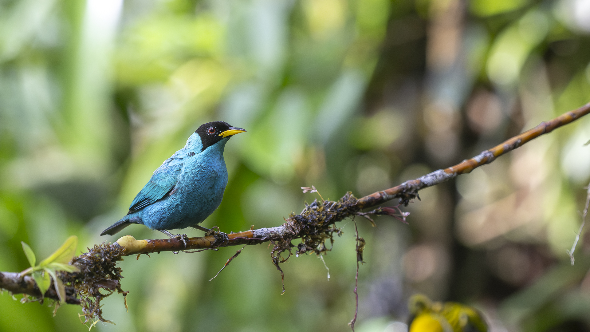 Kappennaschvogel, Green Honeycreeper, Chlorophanes spiza, male-6