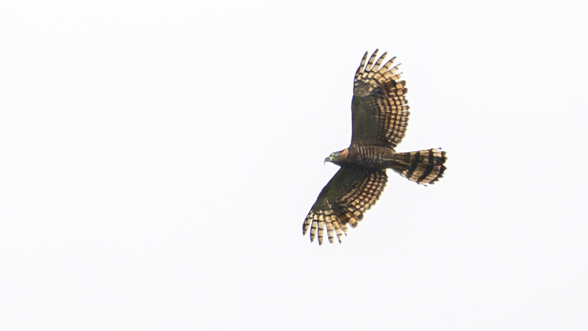 Langschnabelweih, Hook-billed Kite, Chondrohierax uncinatus, female