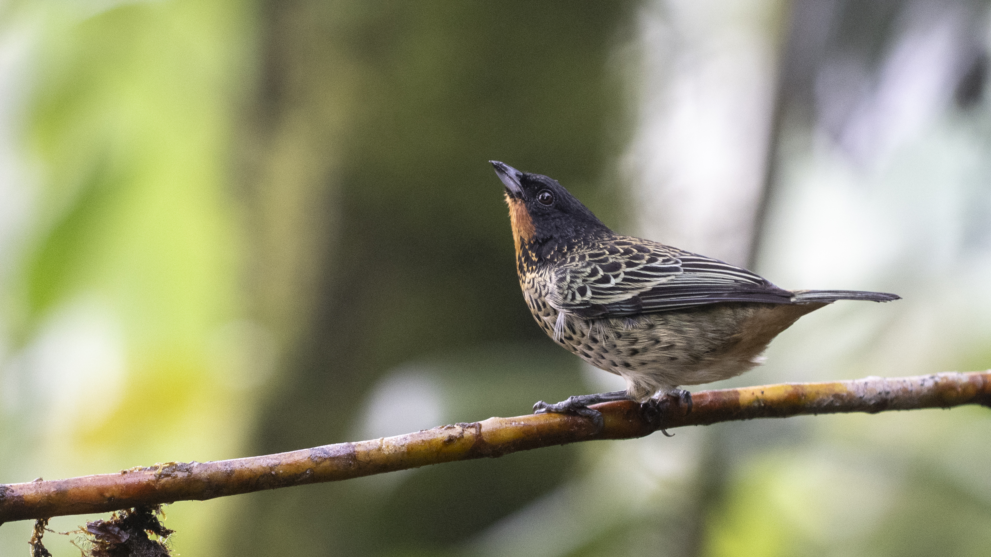 Rostkehltangare, Rufous-throated Tanager, Ixothraupis rufigula