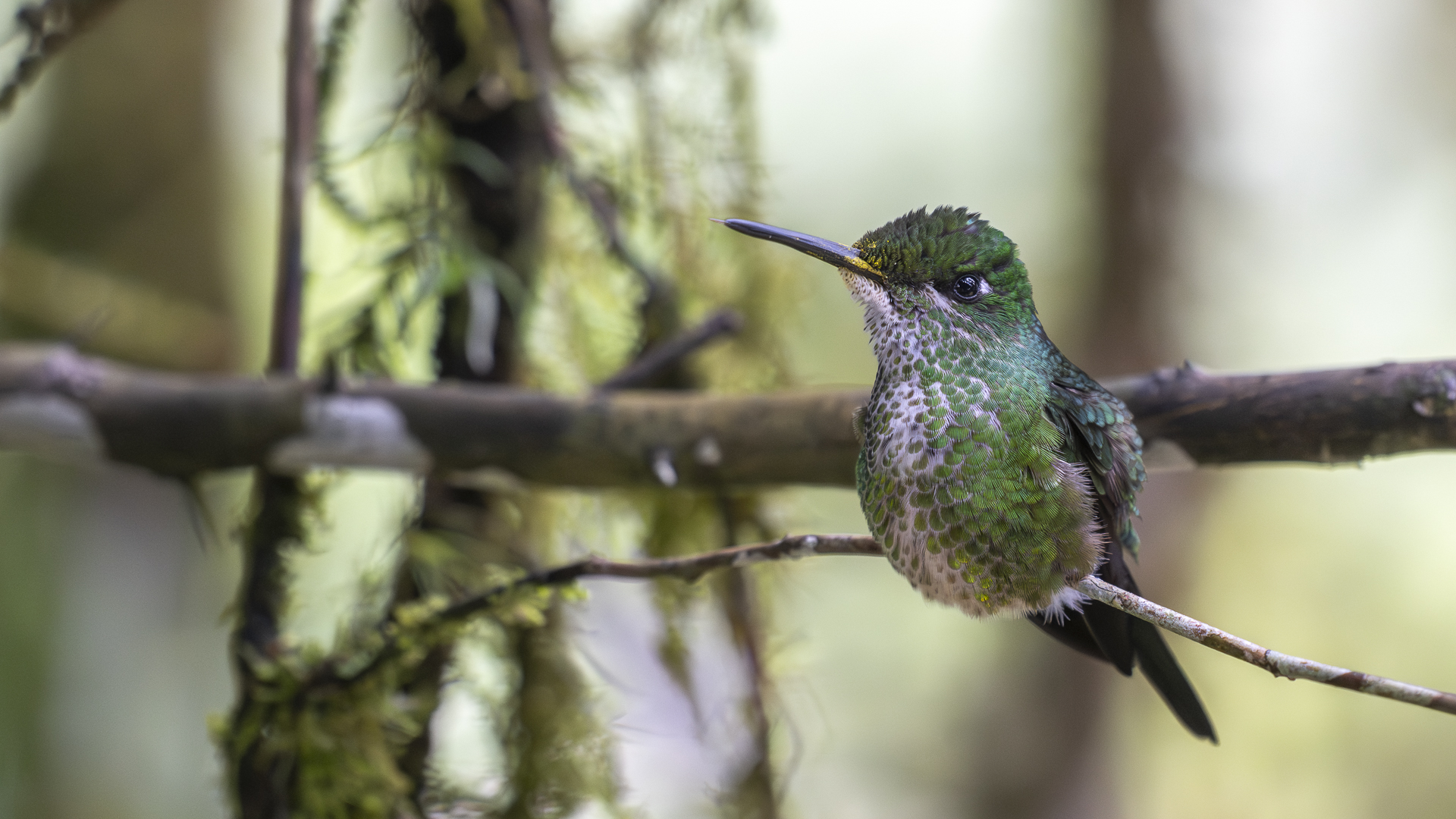 Rotstern-Brillantkolibri, Empress Brilliant, Heliodoxa imperatrix, female-2
