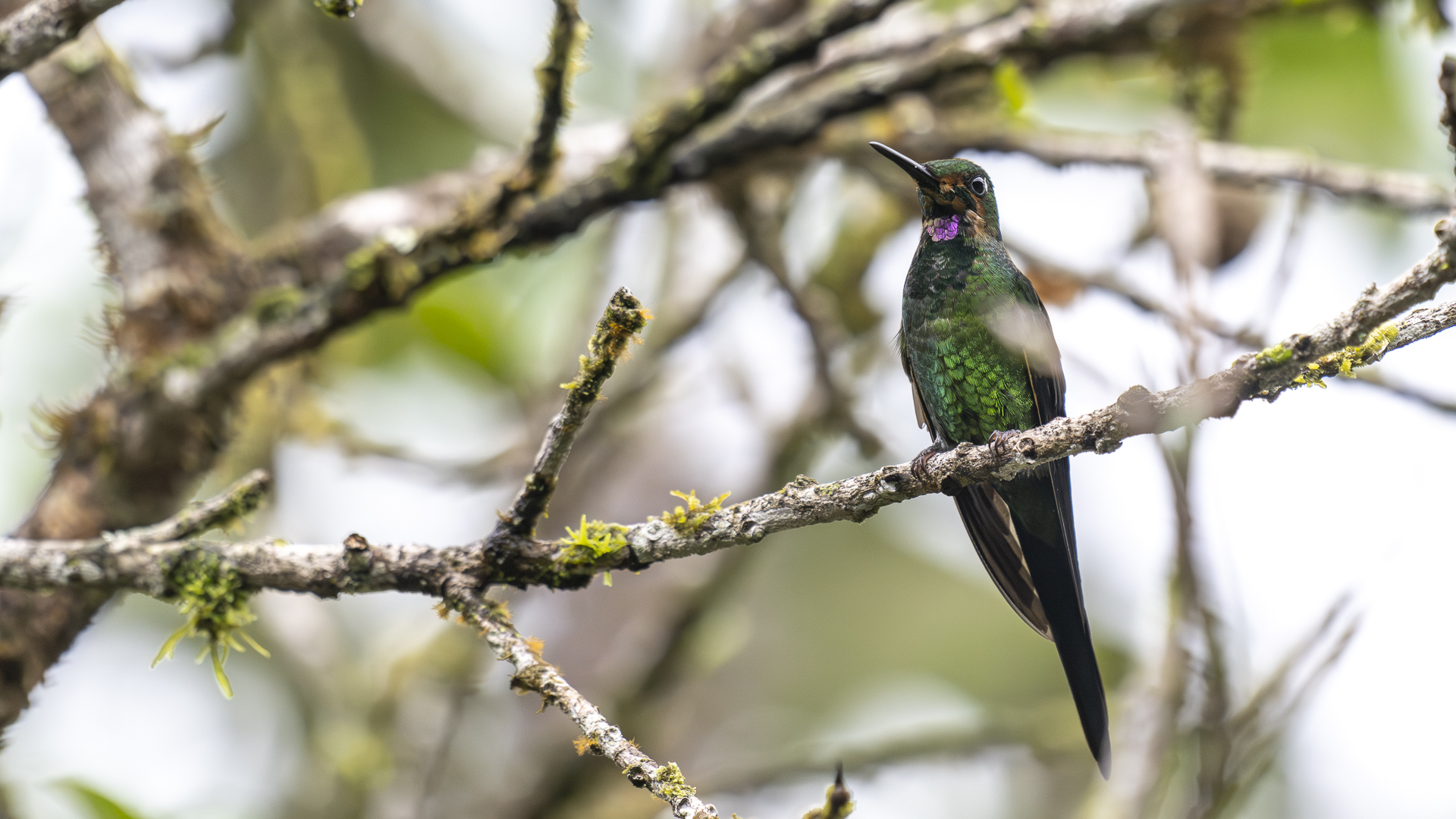 Rotstern-Brillantkolibri, Empress Brilliant, Heliodoxa imperatrix, male-2