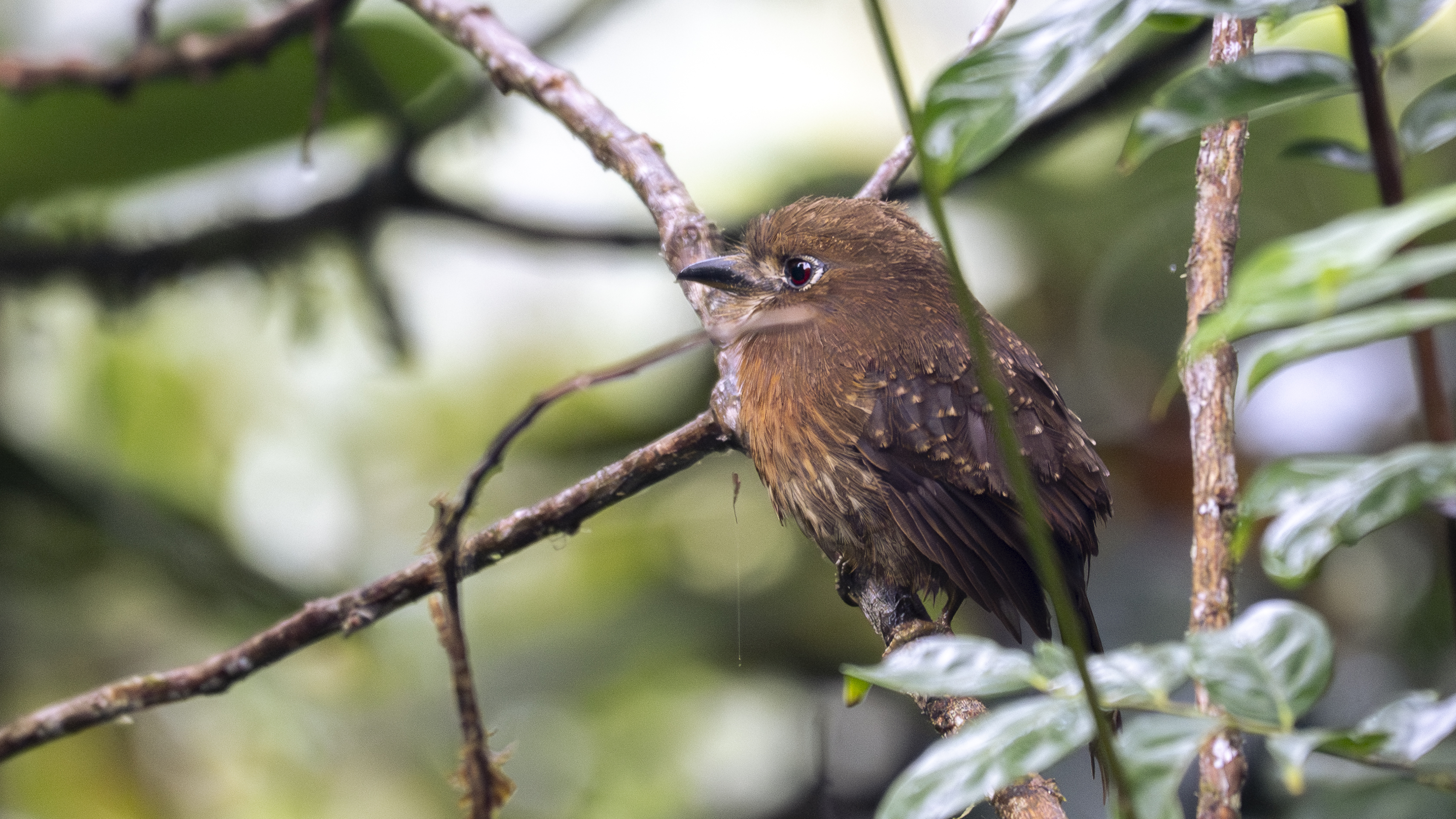 Schnurrbart-Faulvogel, Moustached Puffbird, Malacoptila mystacalis