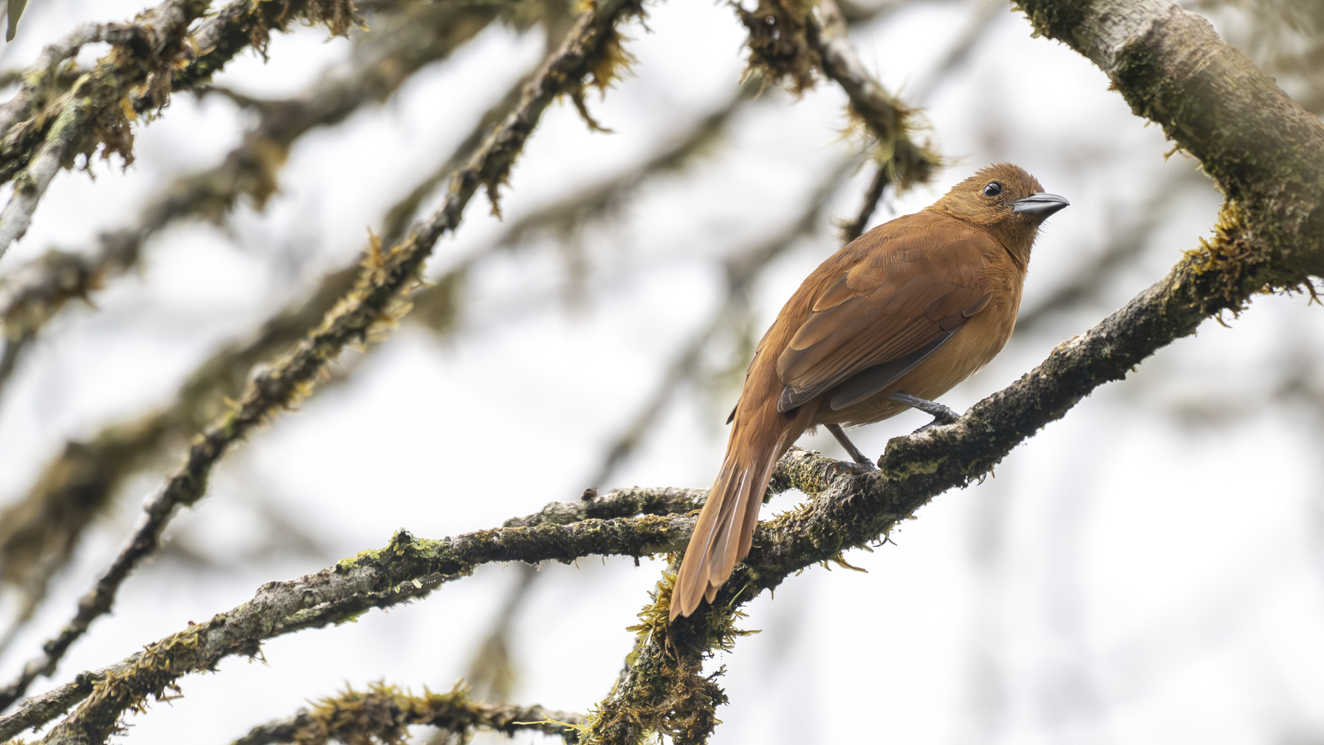 Schwarztangare, White-lined Tanager, Tachyphonus rufus, female-2