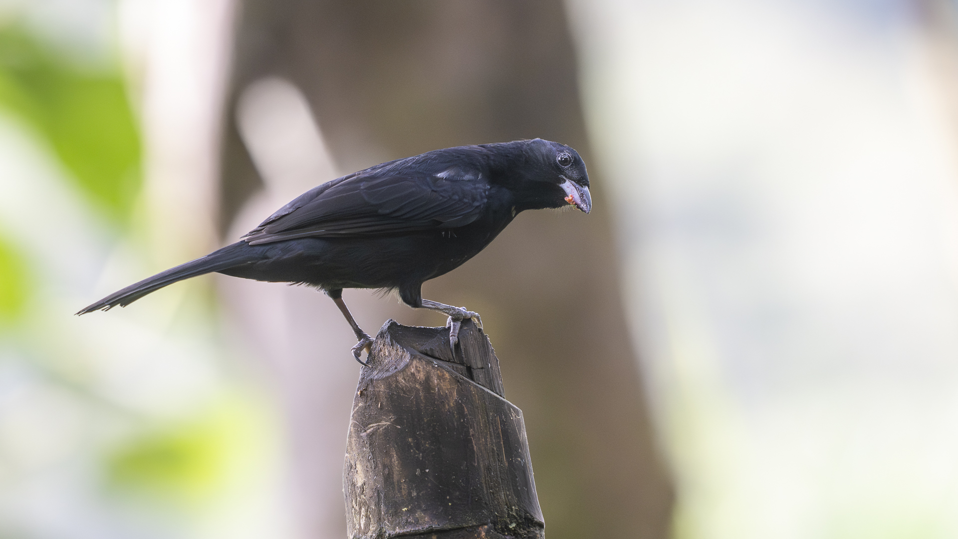 Schwarztangare, White-lined Tanager, Tachyphonus rufus, male-3