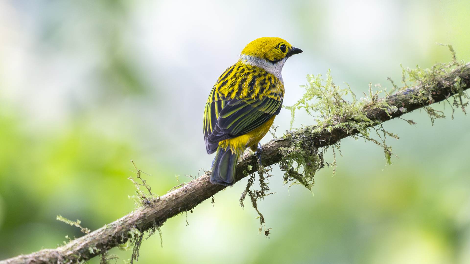 Silberkehltangare, Silver-throated Tanager, Tangara icterocephala-3