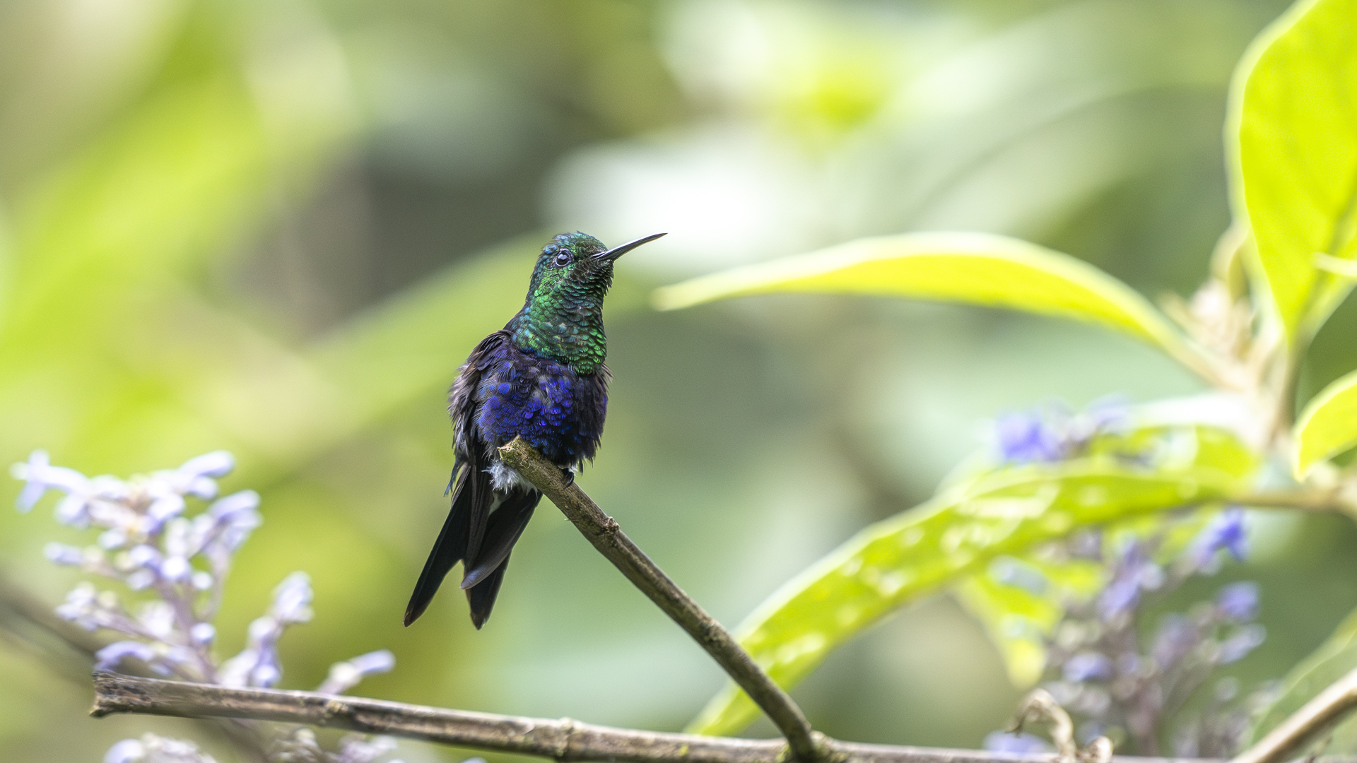 Violettkronennymphe, Violet-crowned Woodnymph, Thalurania (colombica) colombica, male-2