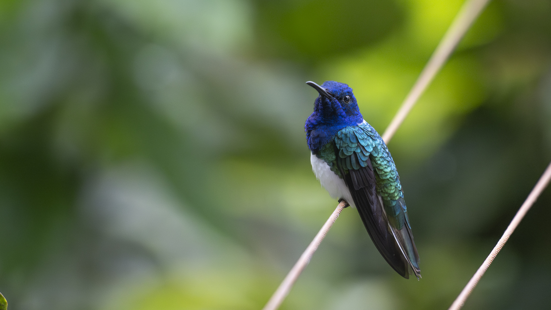 Weißnackenkolibri, White-necked Jacobin, Florisuga mellivora 2