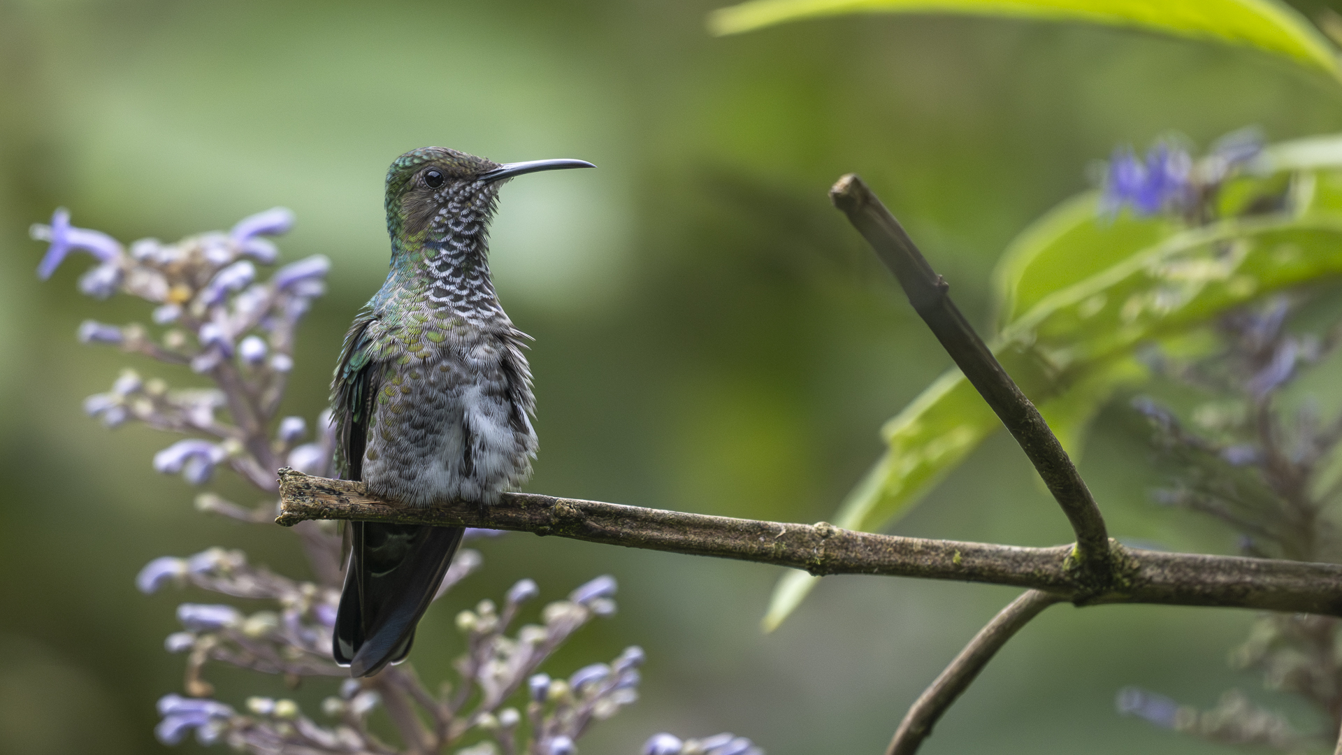 Weißnackenkolibri, White-necked Jacobin, Florisuga mellivora, female-3