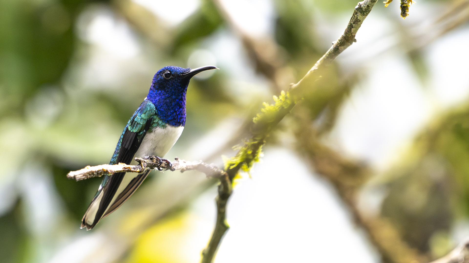 Weißnackenkolibri, White-necked Jacobin, Florisuga mellivora, male