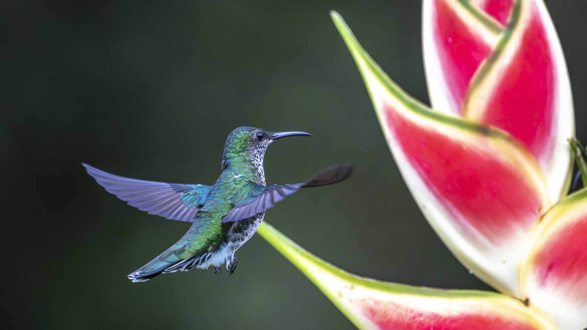 Weißnackenkolibri, White-necked Jacobin, Florisuga mellivora