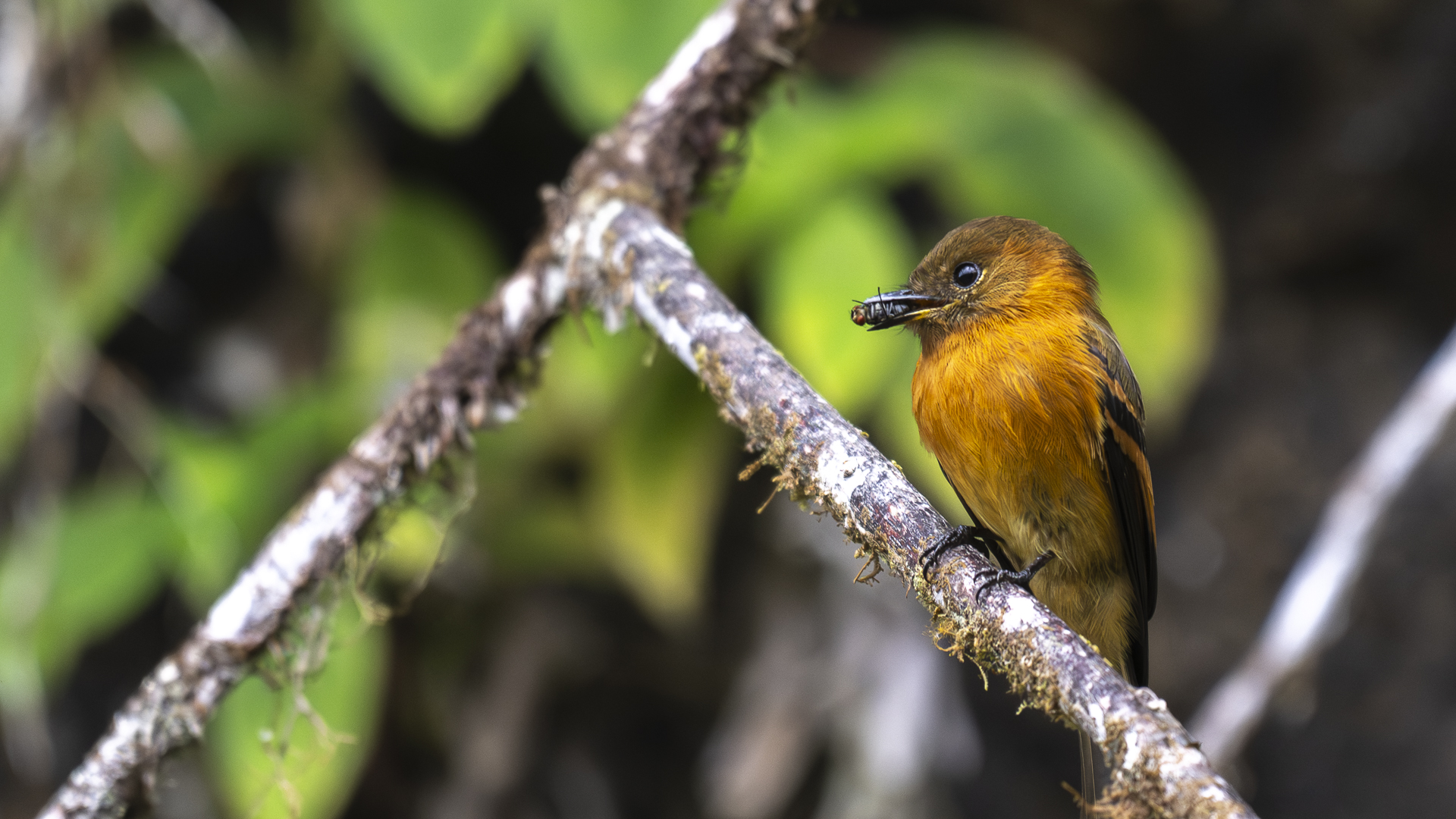 Zimttyrann, Cinnamon Flycatcher, Pyrrhomyias cinnamomeus-4