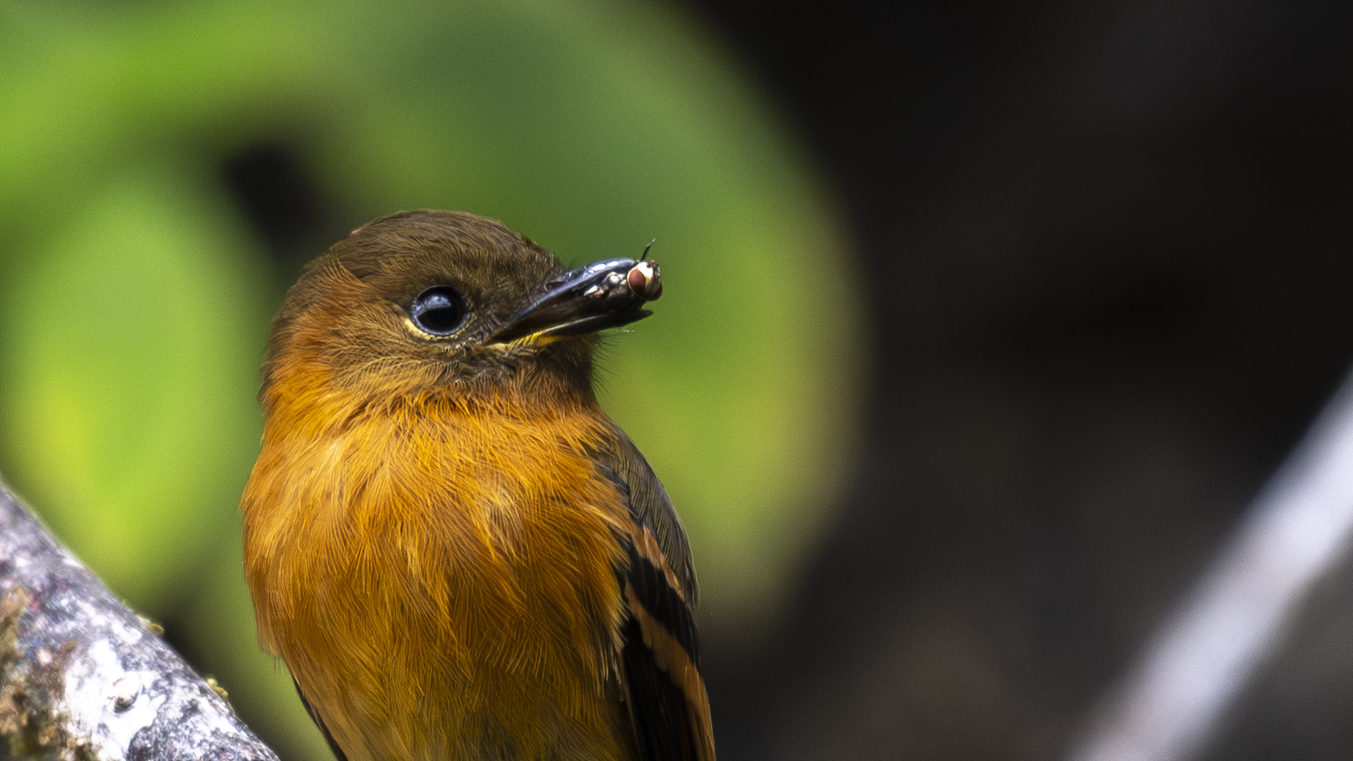 Zimttyrann, Cinnamon Flycatcher, Pyrrhomyias cinnamomeus-5