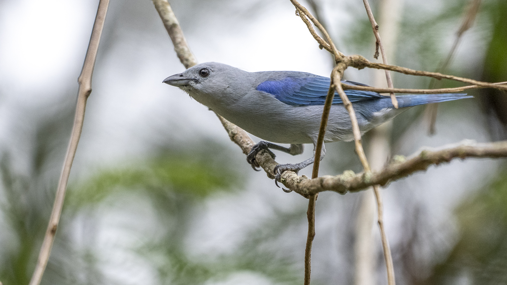 Bischofstangare, Blue-grey Tanager, Thraupis episcopus cana