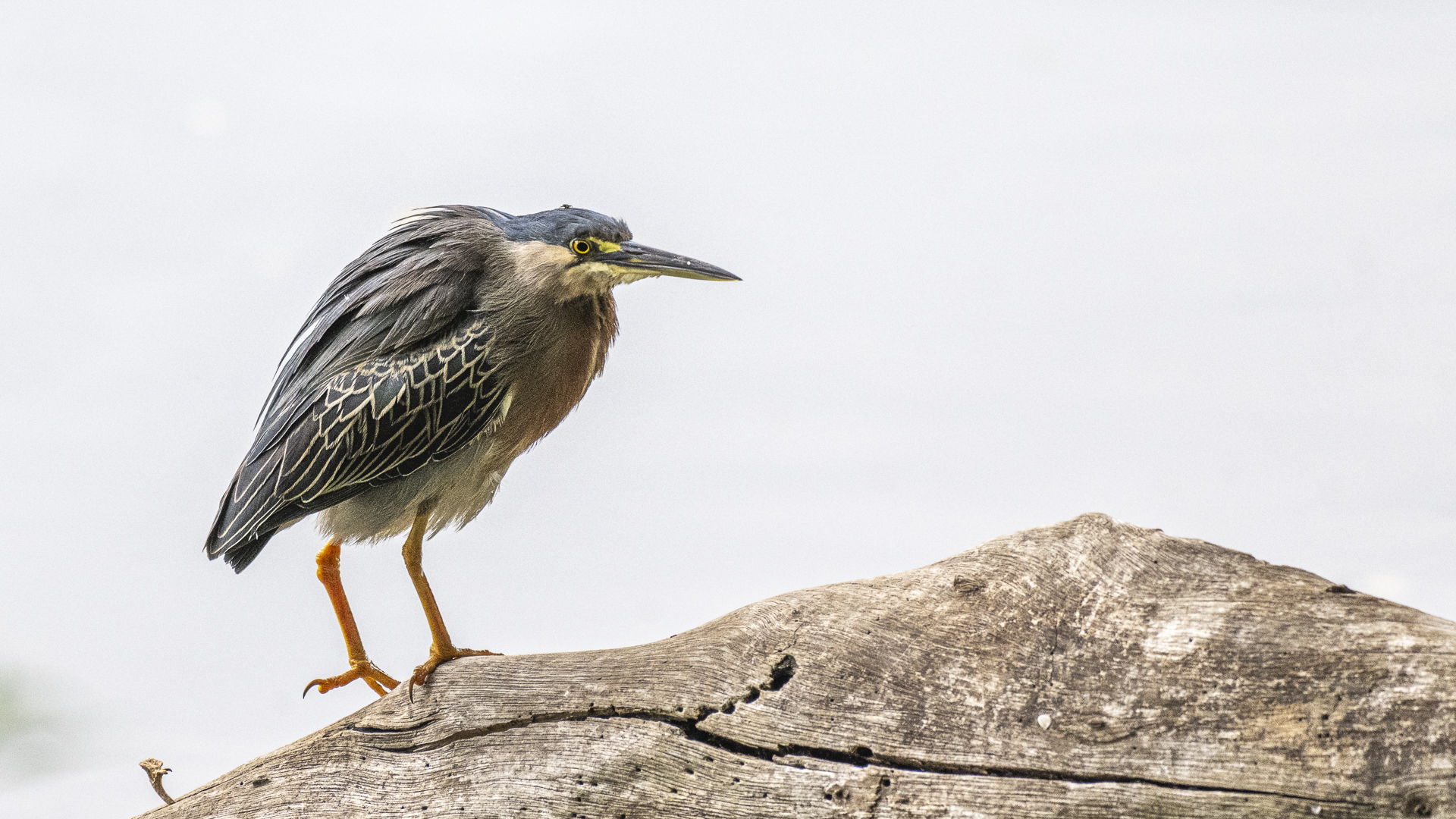 Mangrovereiher, Striated Heron, Butorides (striata) striata