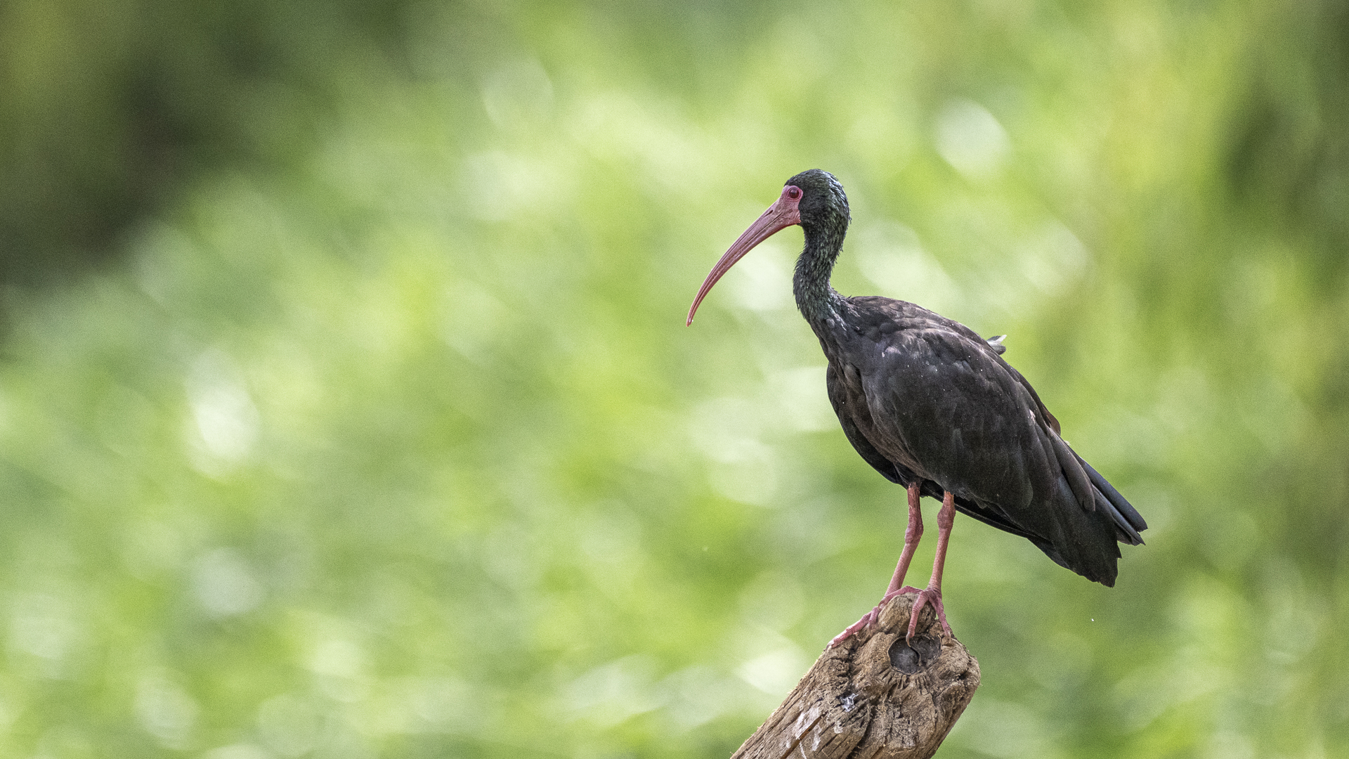 Nacktzügelibis, Bare-faced Ibis, Phimosus infuscatus