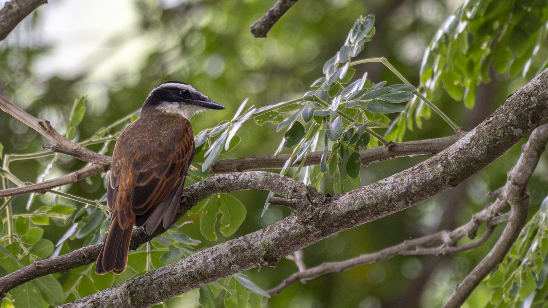 Schwefelmaskentyrann, Great Kiskadee, Pitangus sulphuratus