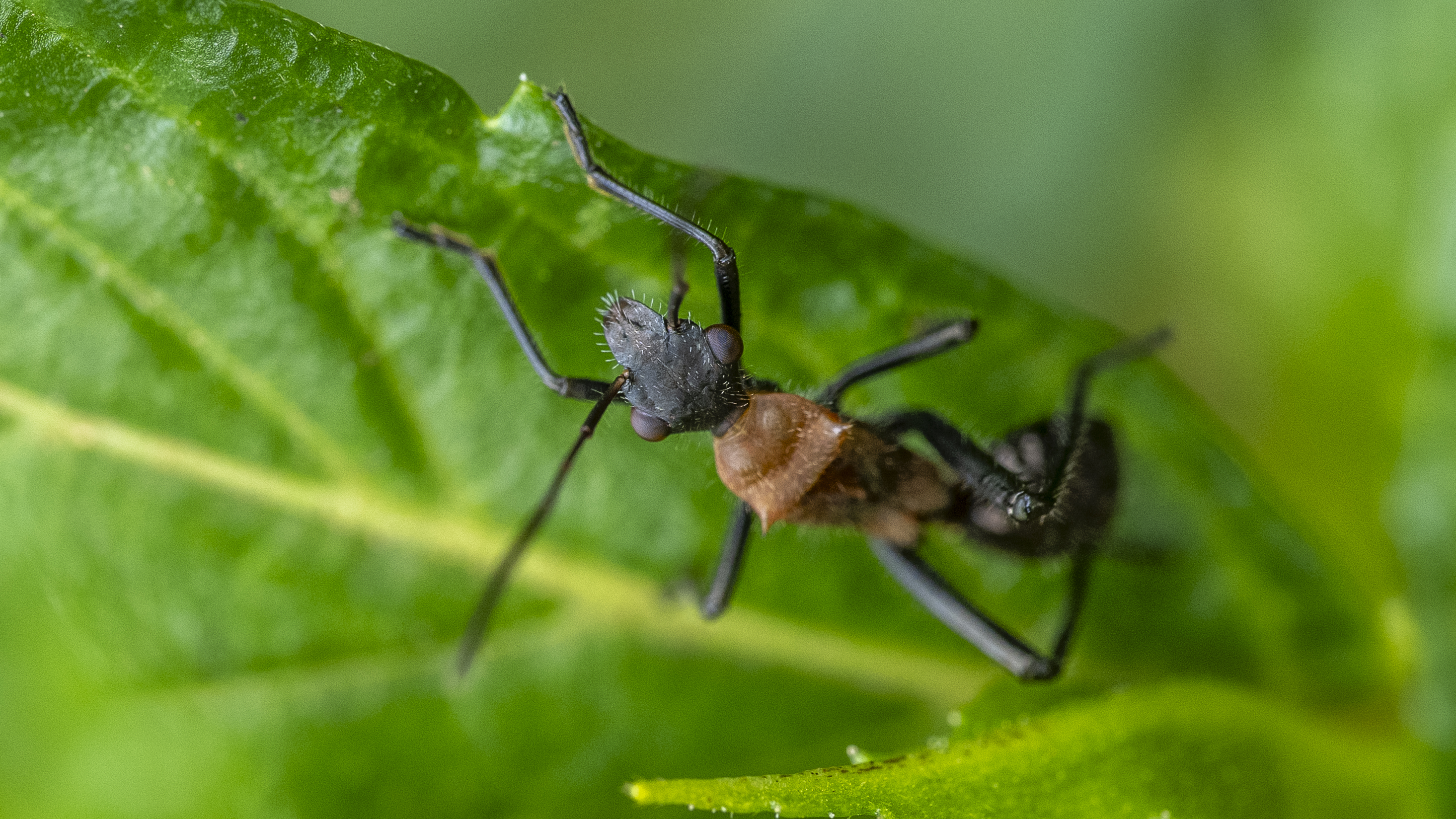 Ant