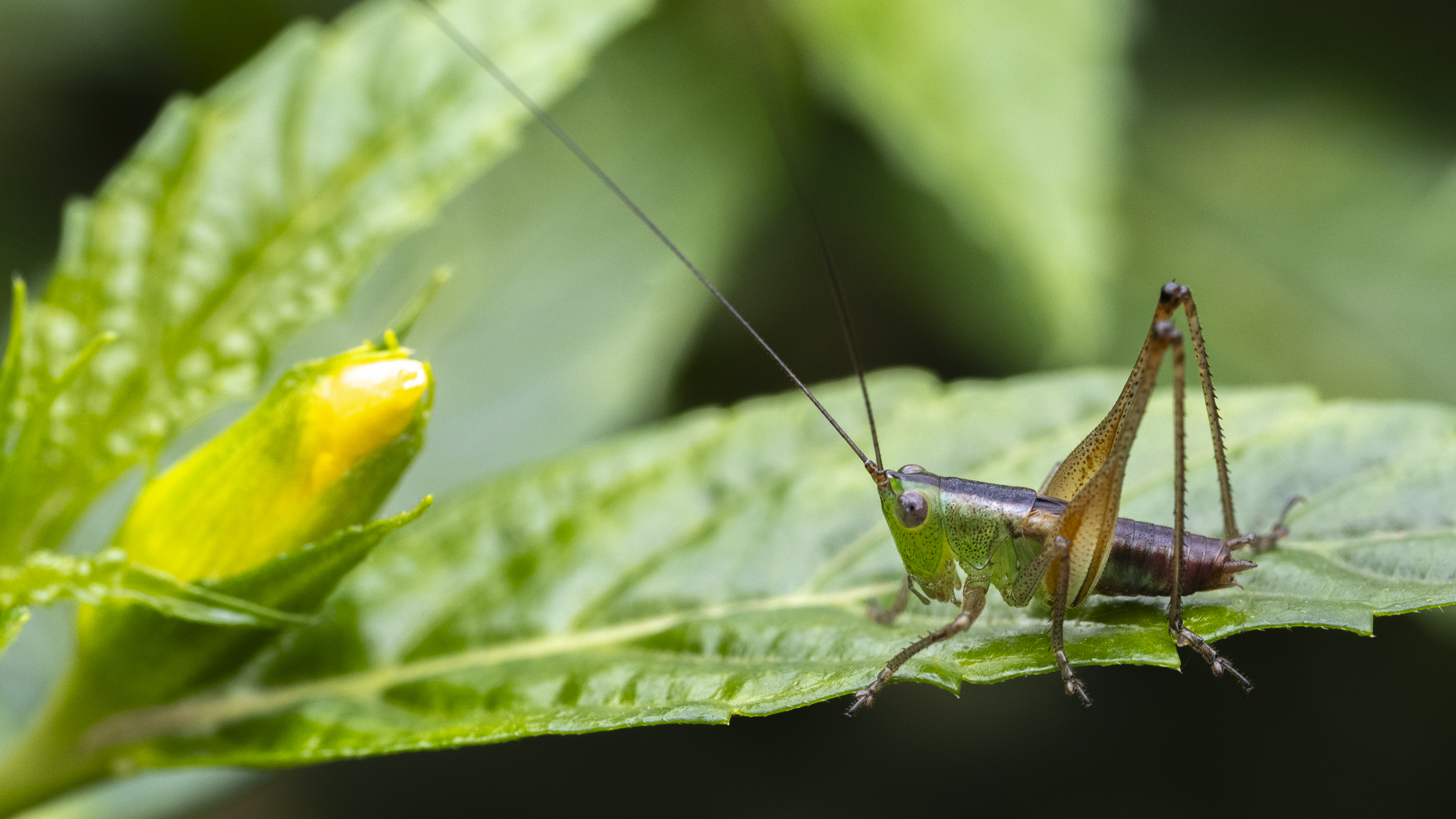 Conocephalus