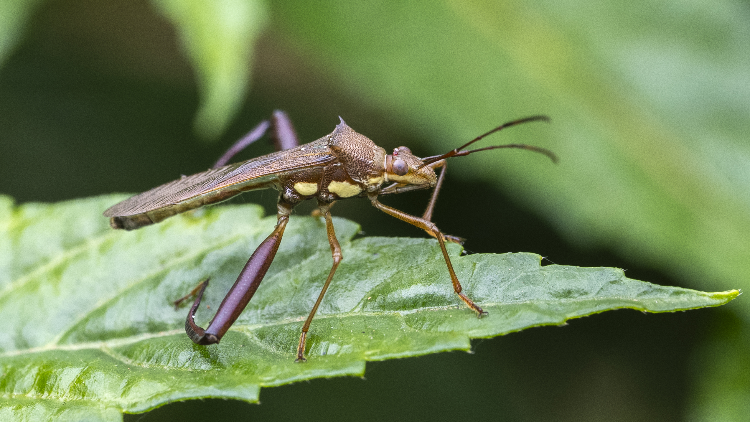 Hyalymenus tarsatus