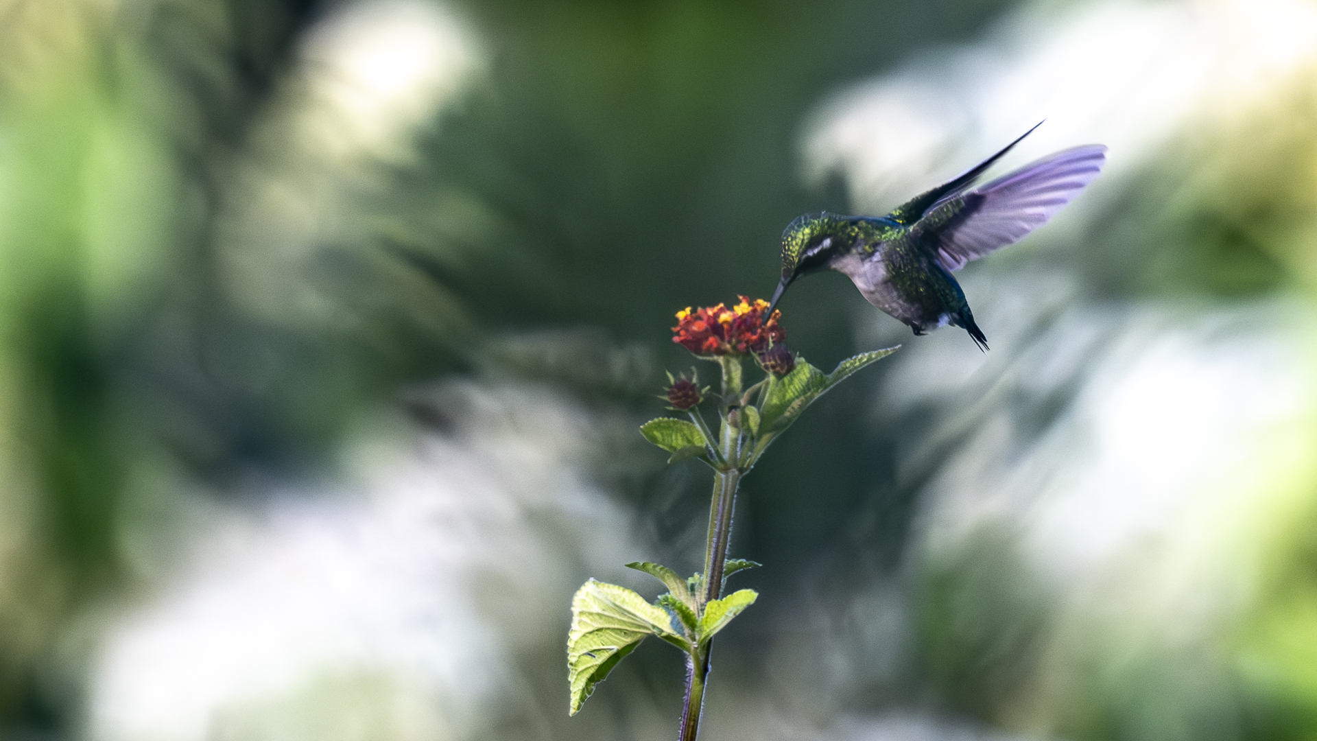 Kolumbiensmaragdkolibri, Red-billed Emerald, Chlorostilbon gibsoni