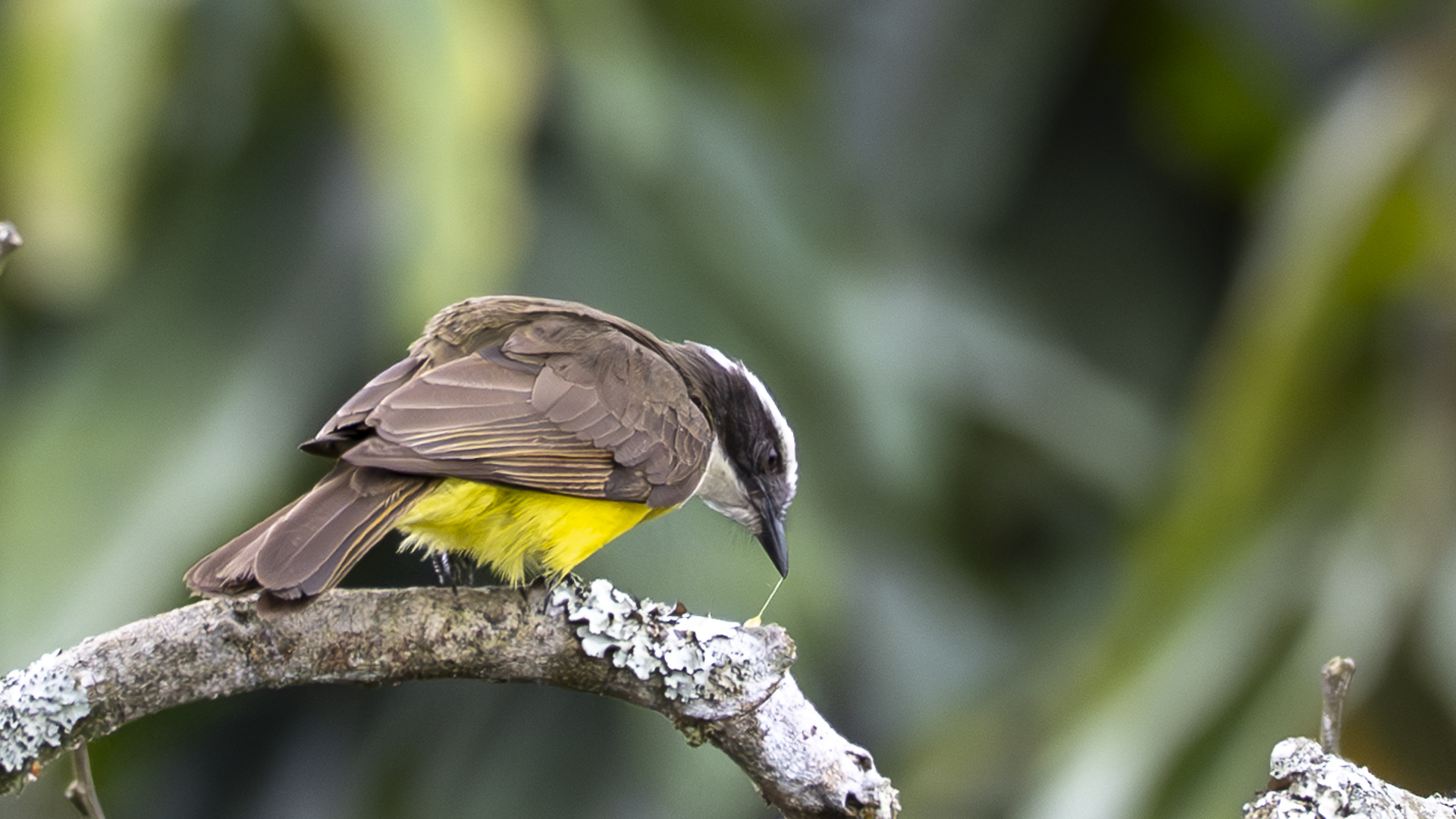 Rostschwingen-Maskentyrann, Rusty-margined Flycatcher, Myiozetetes cayanensis hellmayri