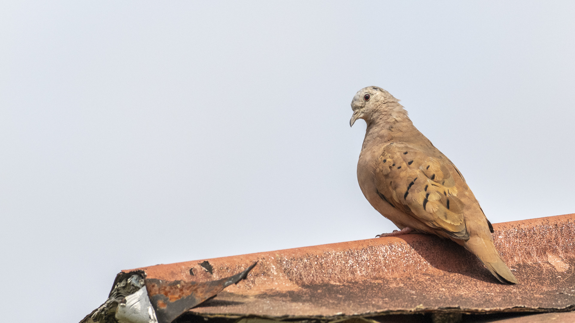 Rosttäubchen, Ruddy Ground-dove, Columbina talpacoti caucae