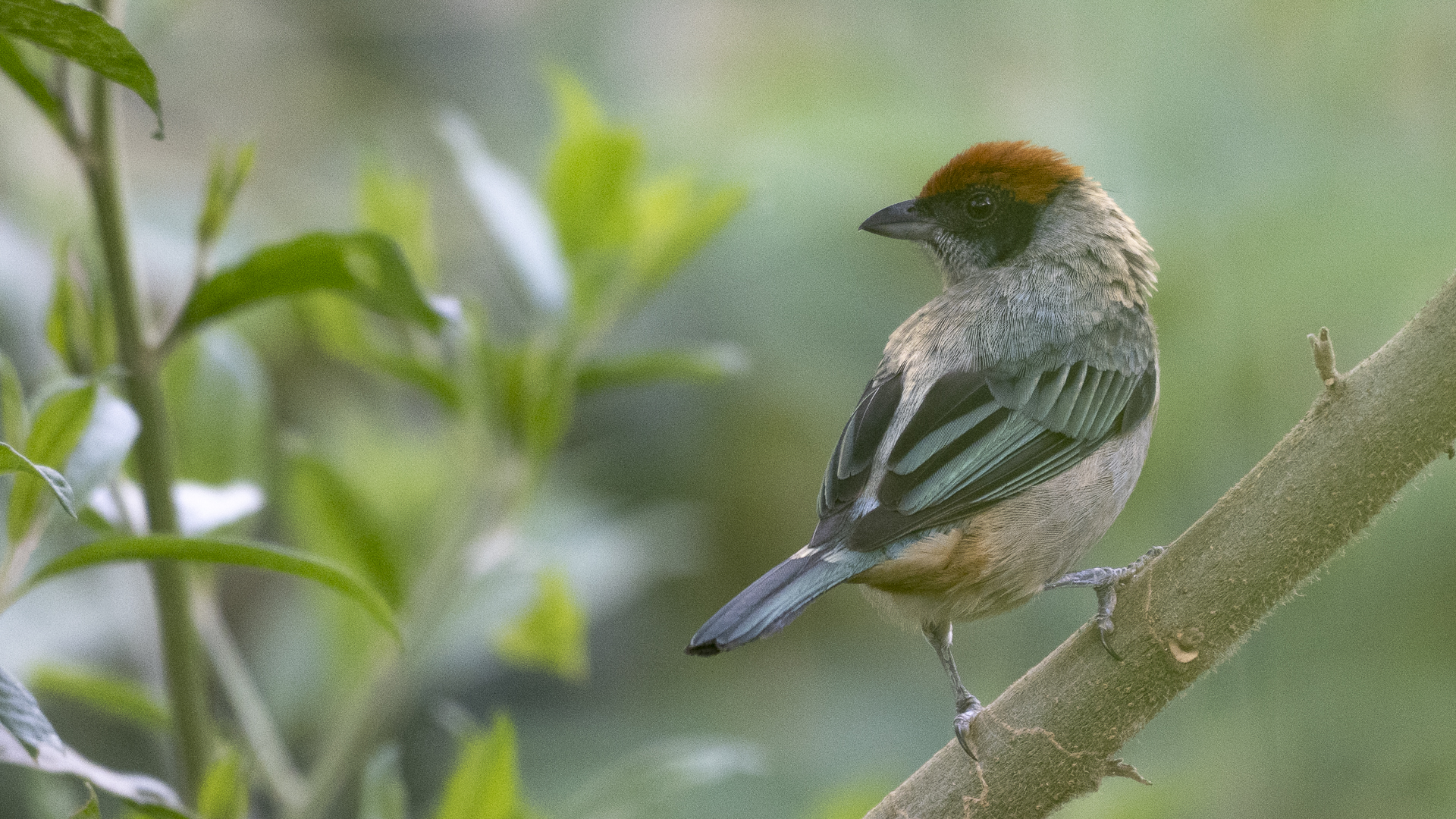 Rotscheiteltangare, Scrub Tanager, Stilpnia vitriolina