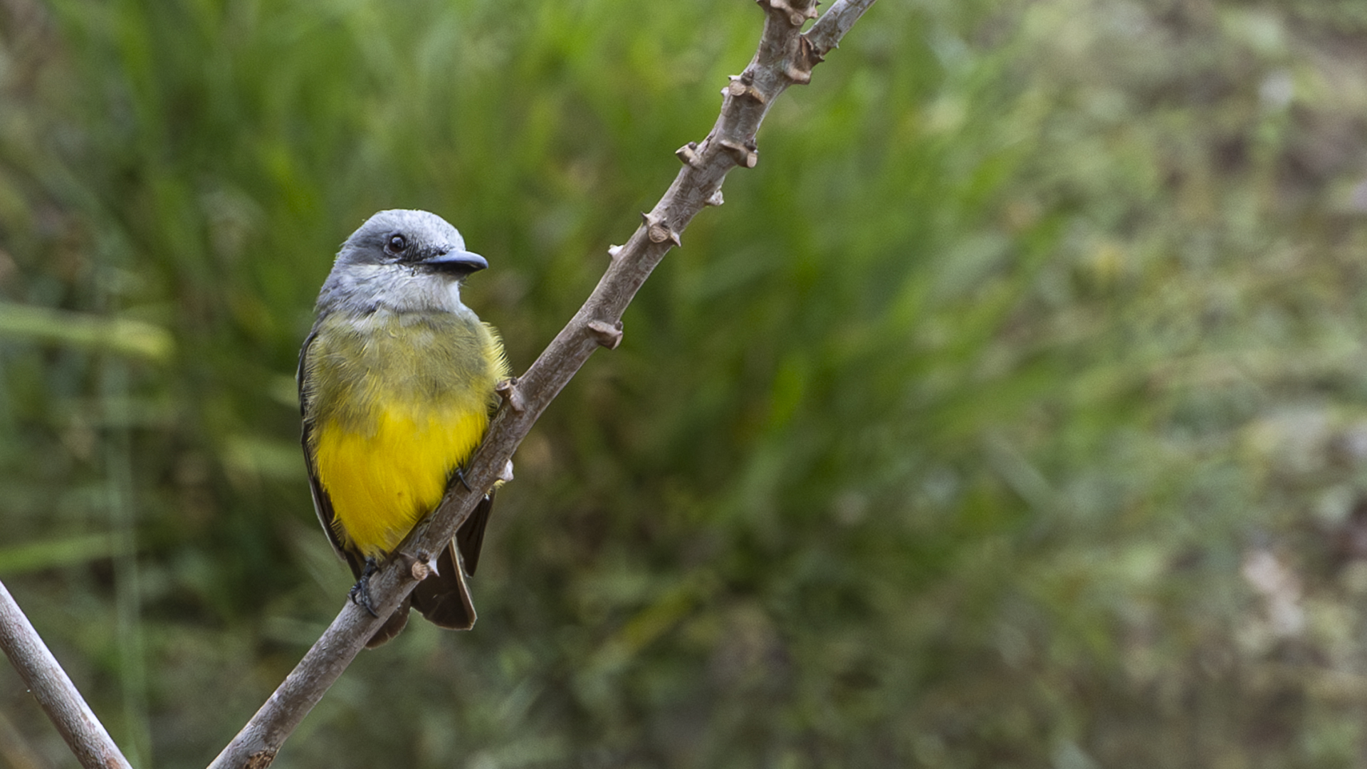 Trauerkönigstyrann, Tropical Kingbird, Tyrannus melancholicus