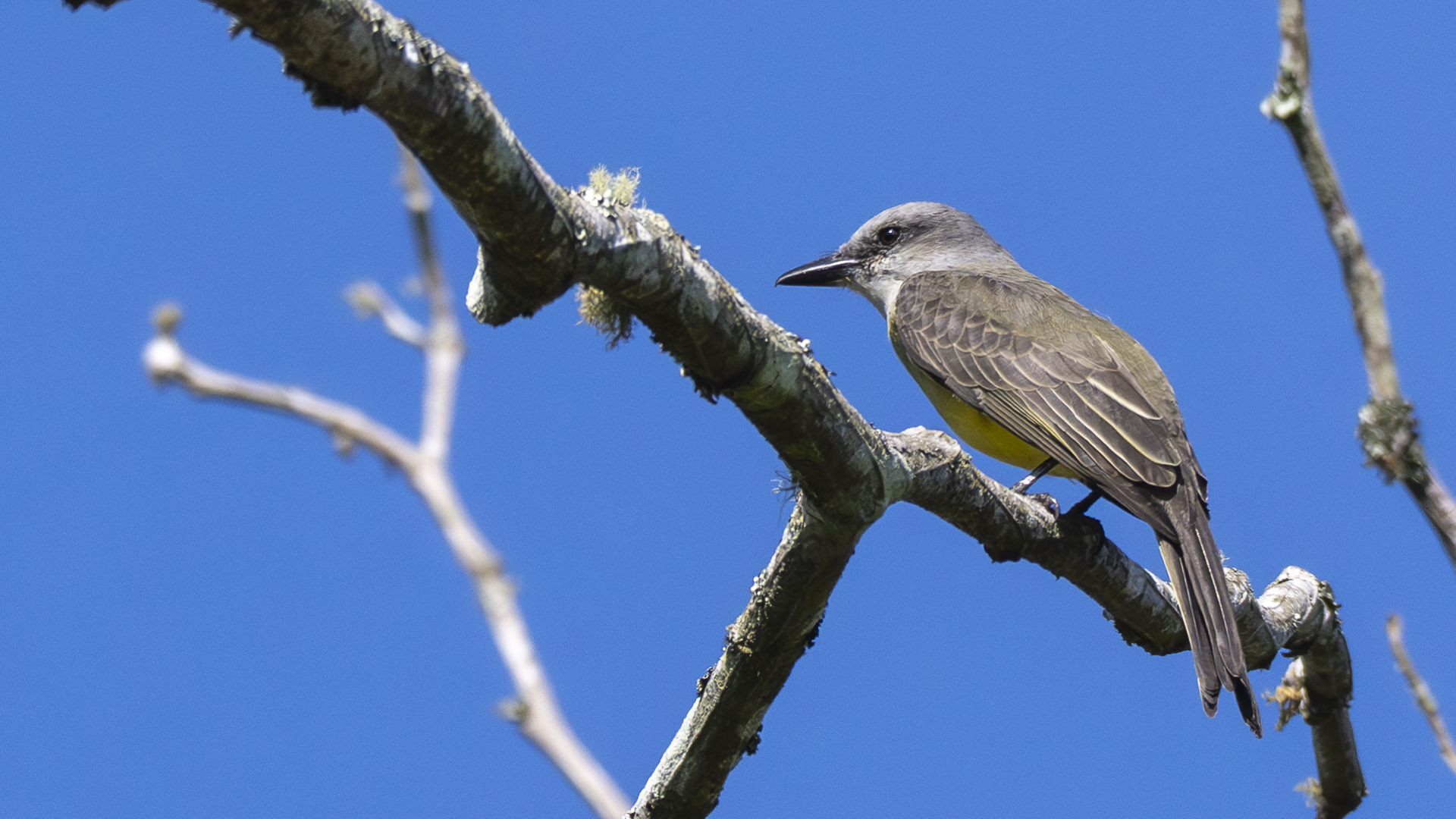 Trauerkönigstyrann, Tropical Kingbird, Tyrannus melancholicus